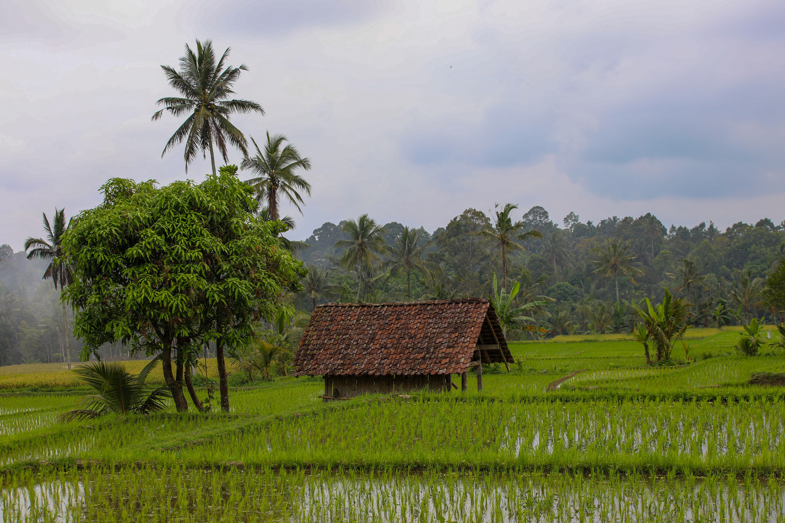 INDONESIE. Photographe Karen Tatevosian