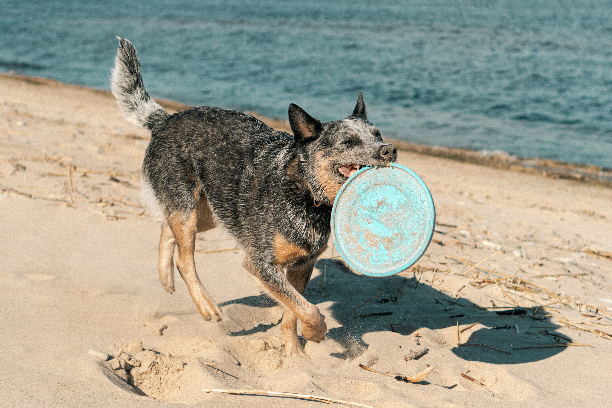 Oskar, Maria & Dmitrii. Kat Laisaar — Pet photographer in Tallinn