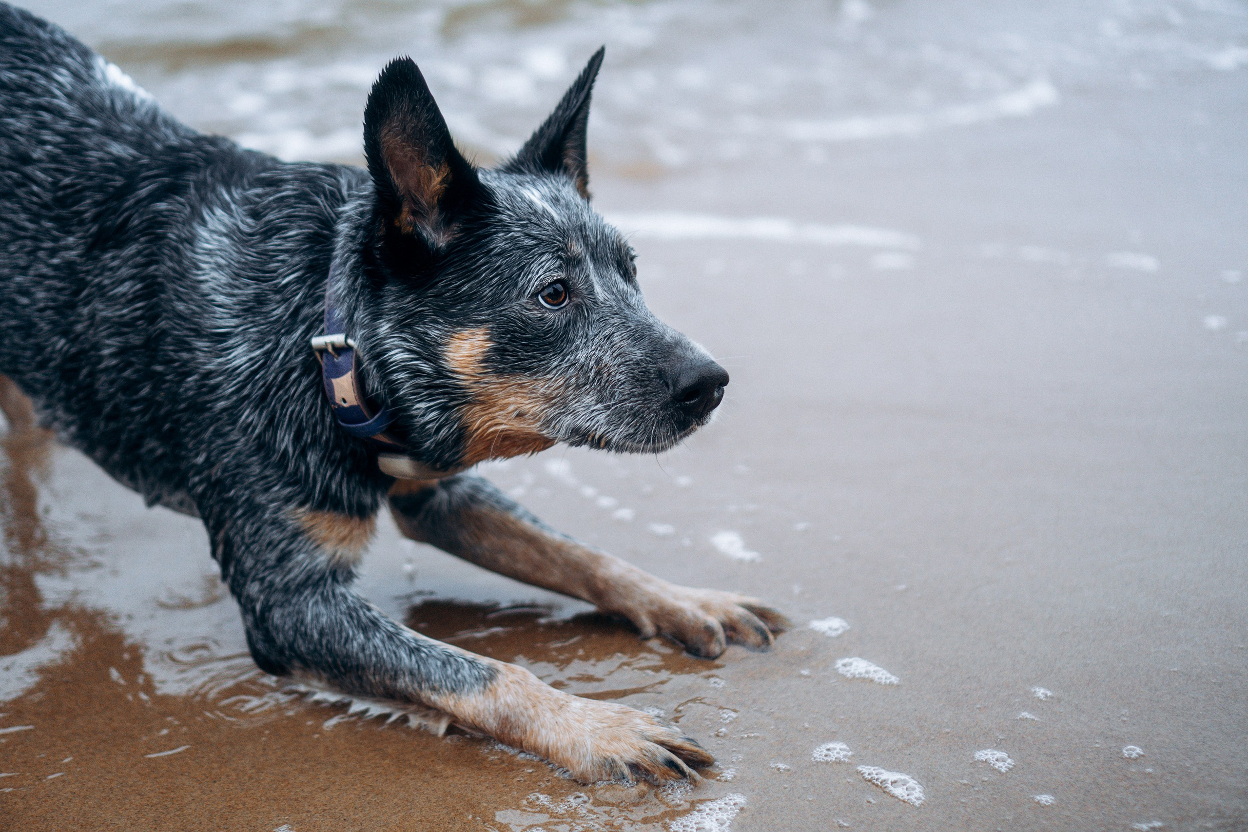 Polina and her Dakota, Australian Cattle Dog. Kat Laisaar — Pet photographer in Tallinn