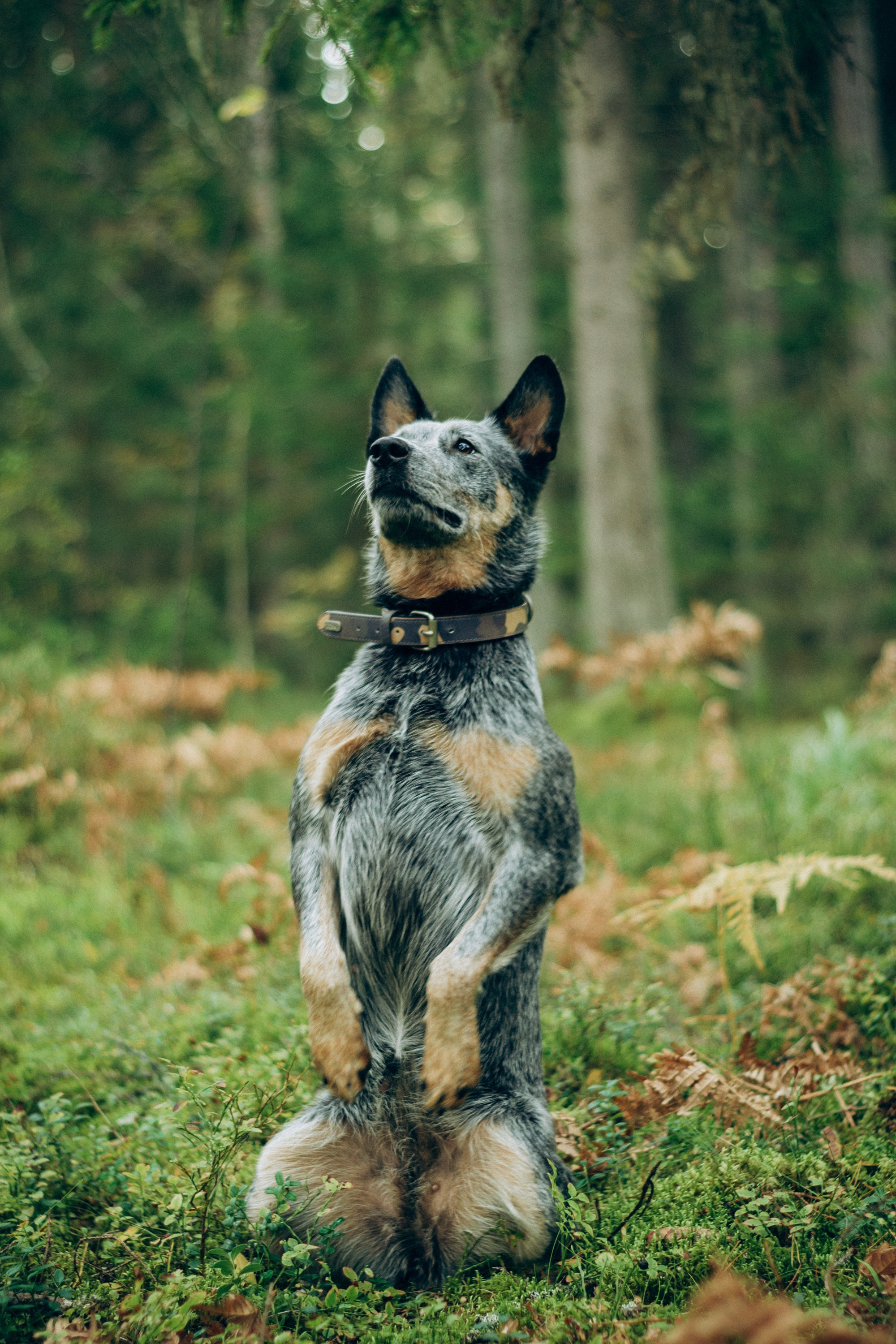 Polina and her Dakota, Blue Heeler. Kat Laisaar — Pet photographer in Tallinn