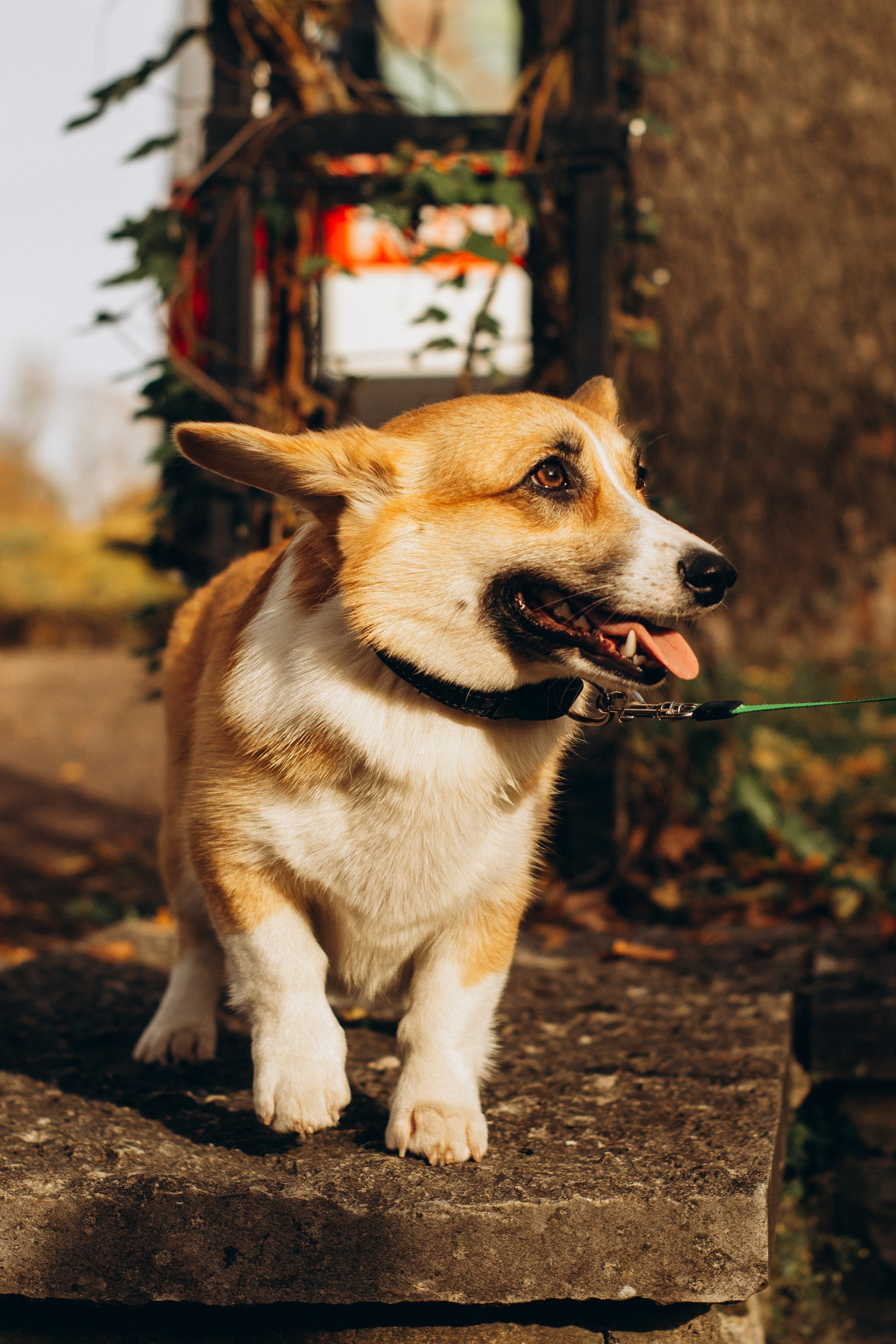 Corgi party, october. Kat Laisaar — Pet photographer in Tallinn