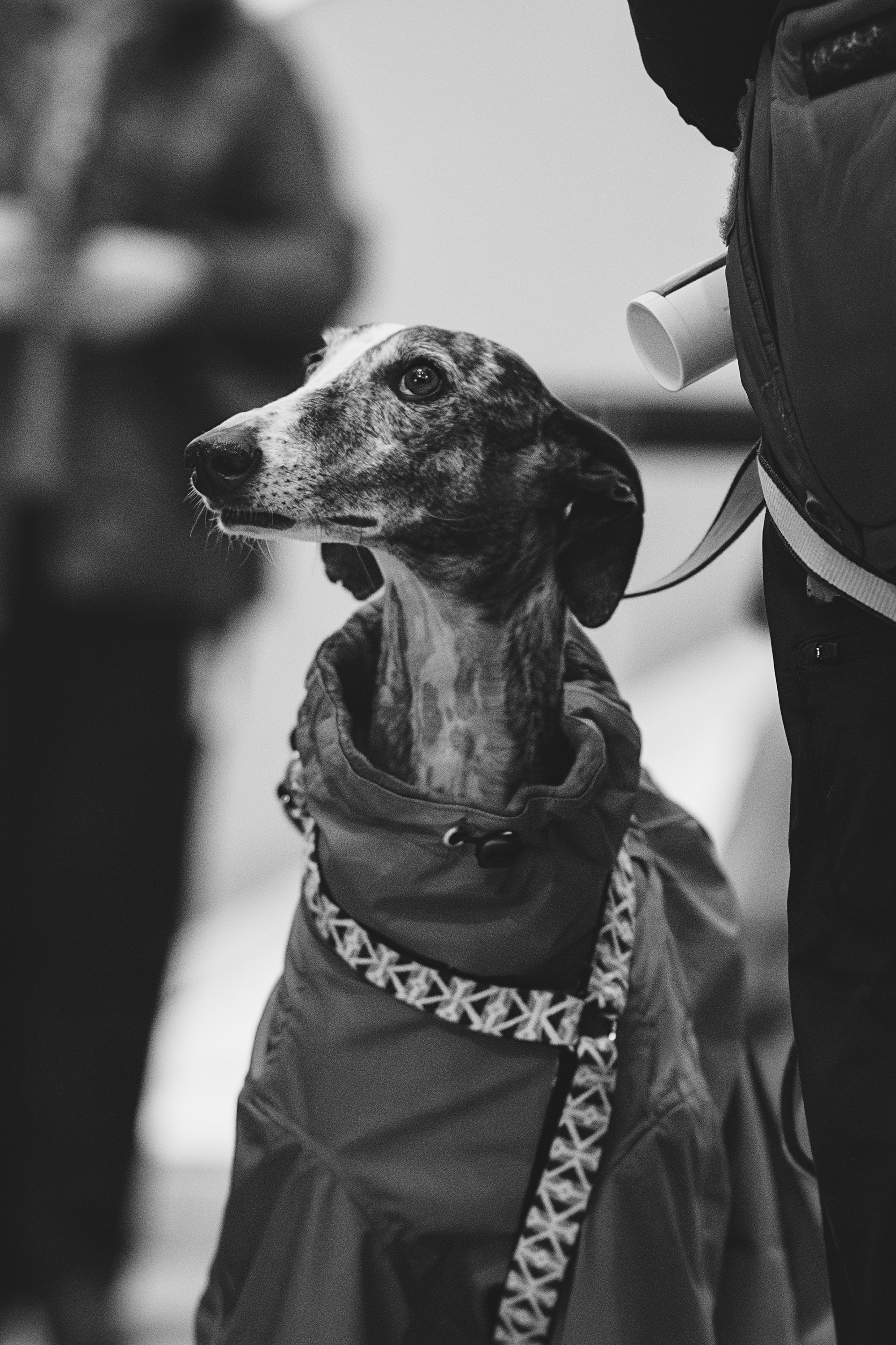 GalgoTreff / Solaris keskus 16 november. Kat Laisaar — Pet photographer in Tallinn