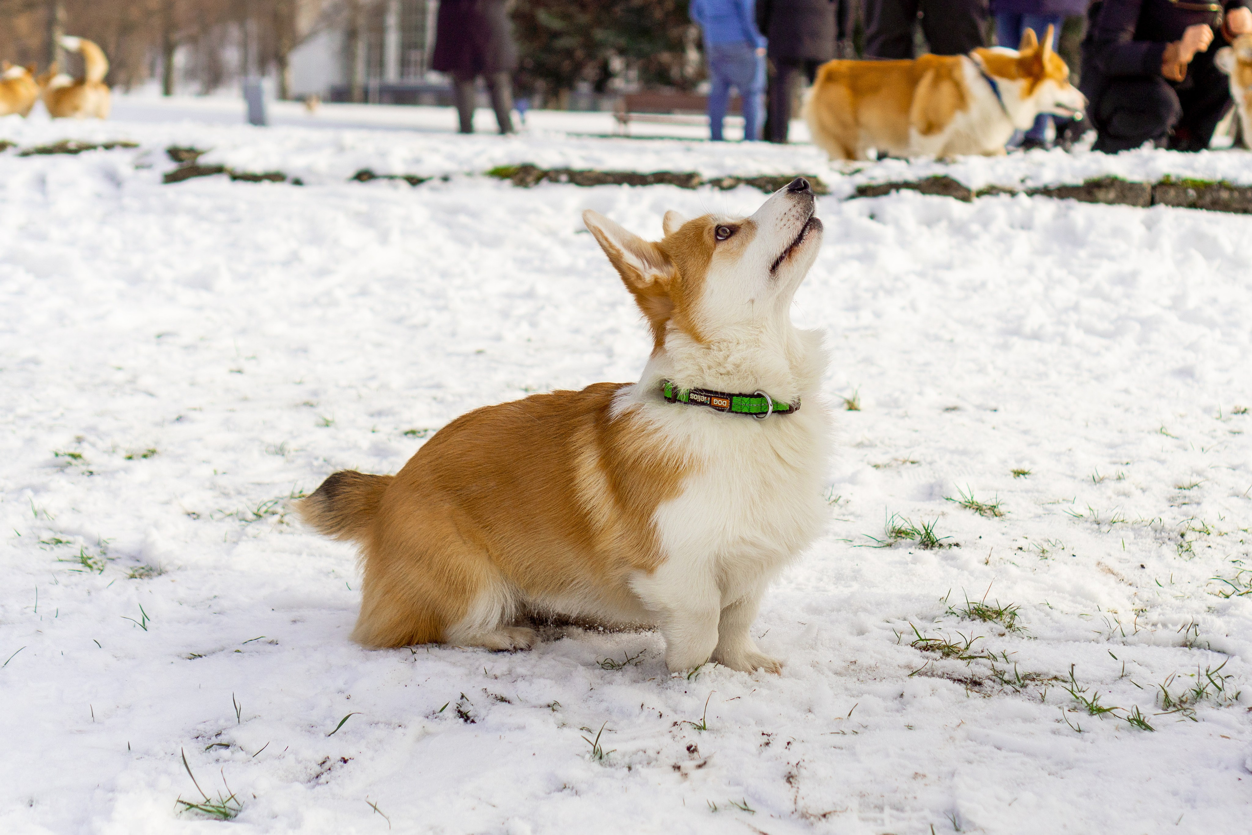 Corgi party, 23 feb. 2025. Kat Laisaar — Pet photographer in Tallinn