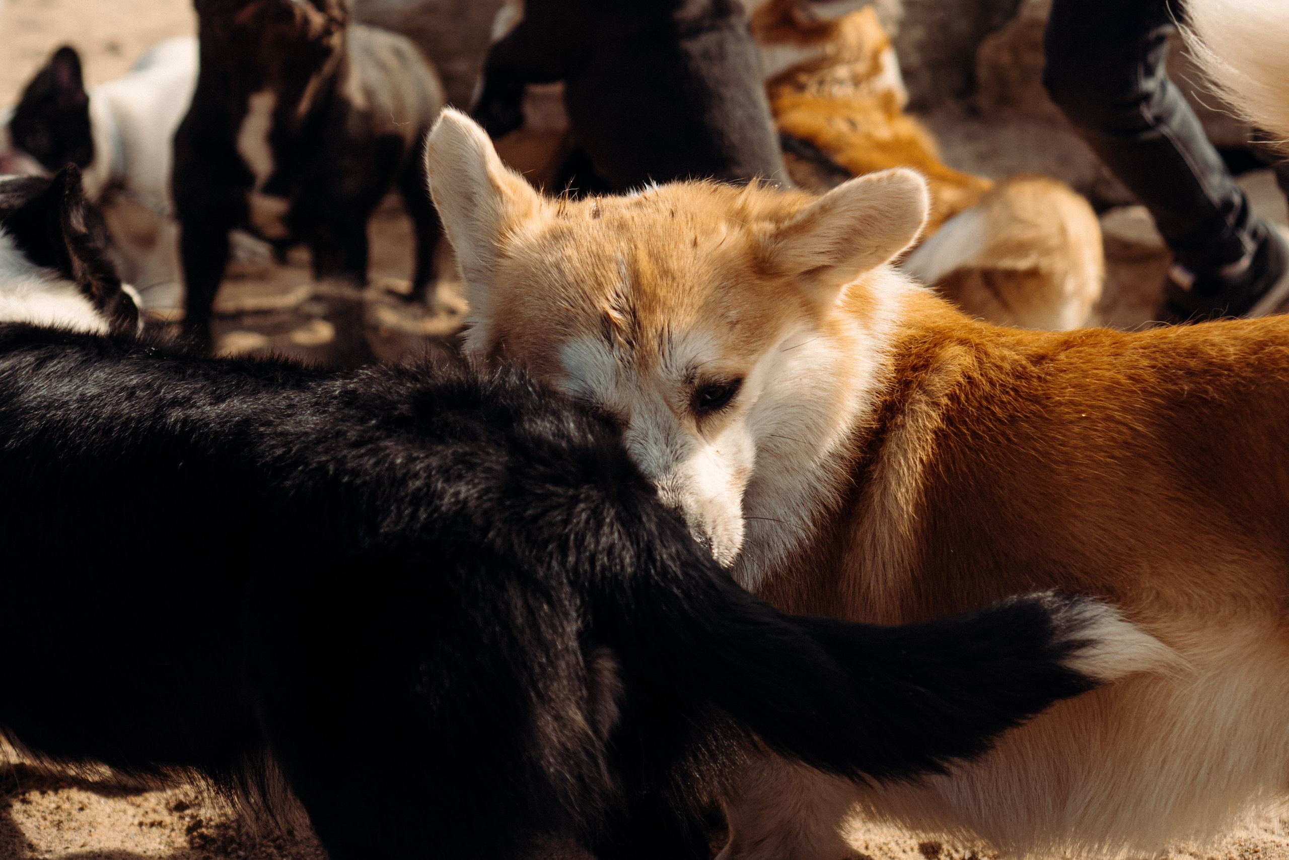 Corgi party, 18 apr. 2025. Kat Laisaar — Pet photographer in Tallinn