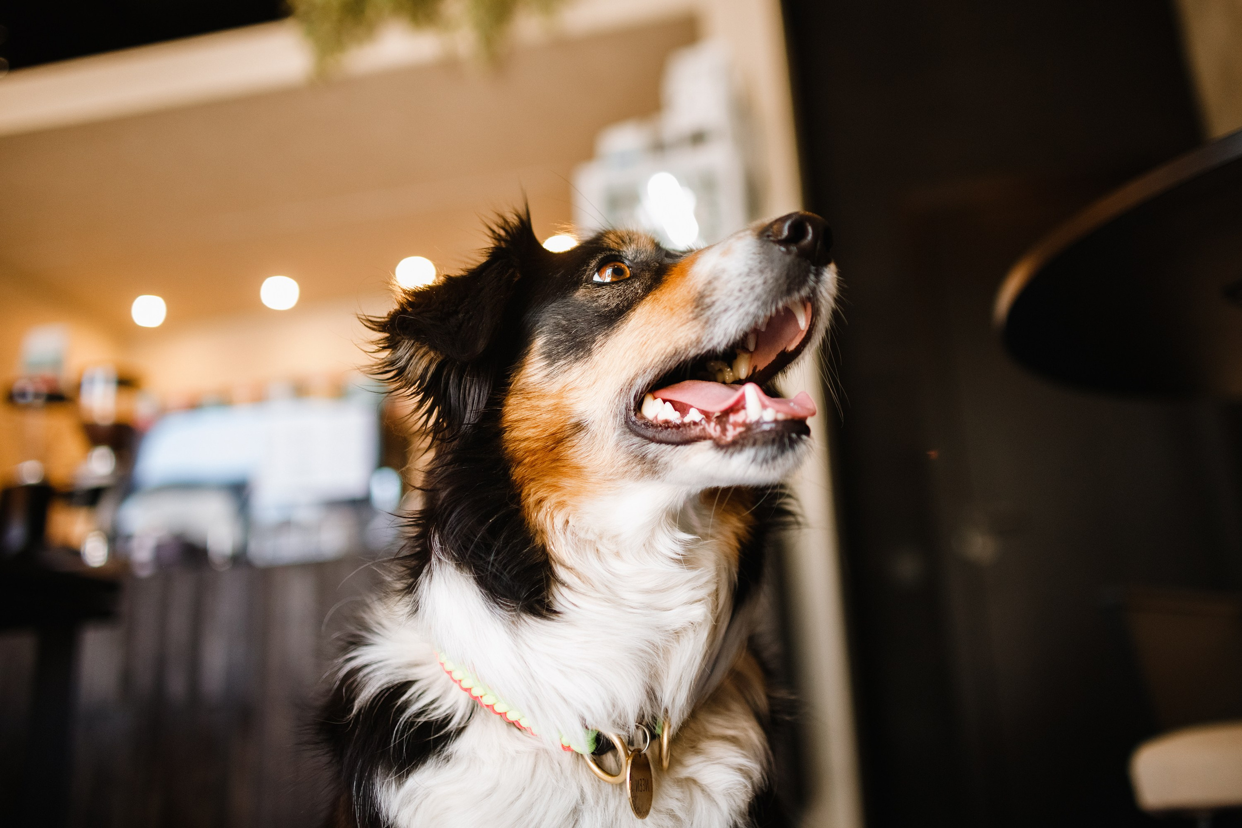 Dog trainer blog content. Kaja | fotograf we Wrocławiu | ludzie i psy