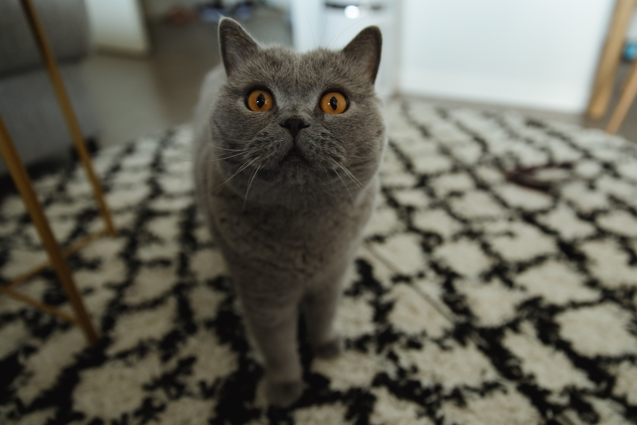 Boczka & Dimitrii. Kaja | fotograf we Wrocławiu | ludzie i psy