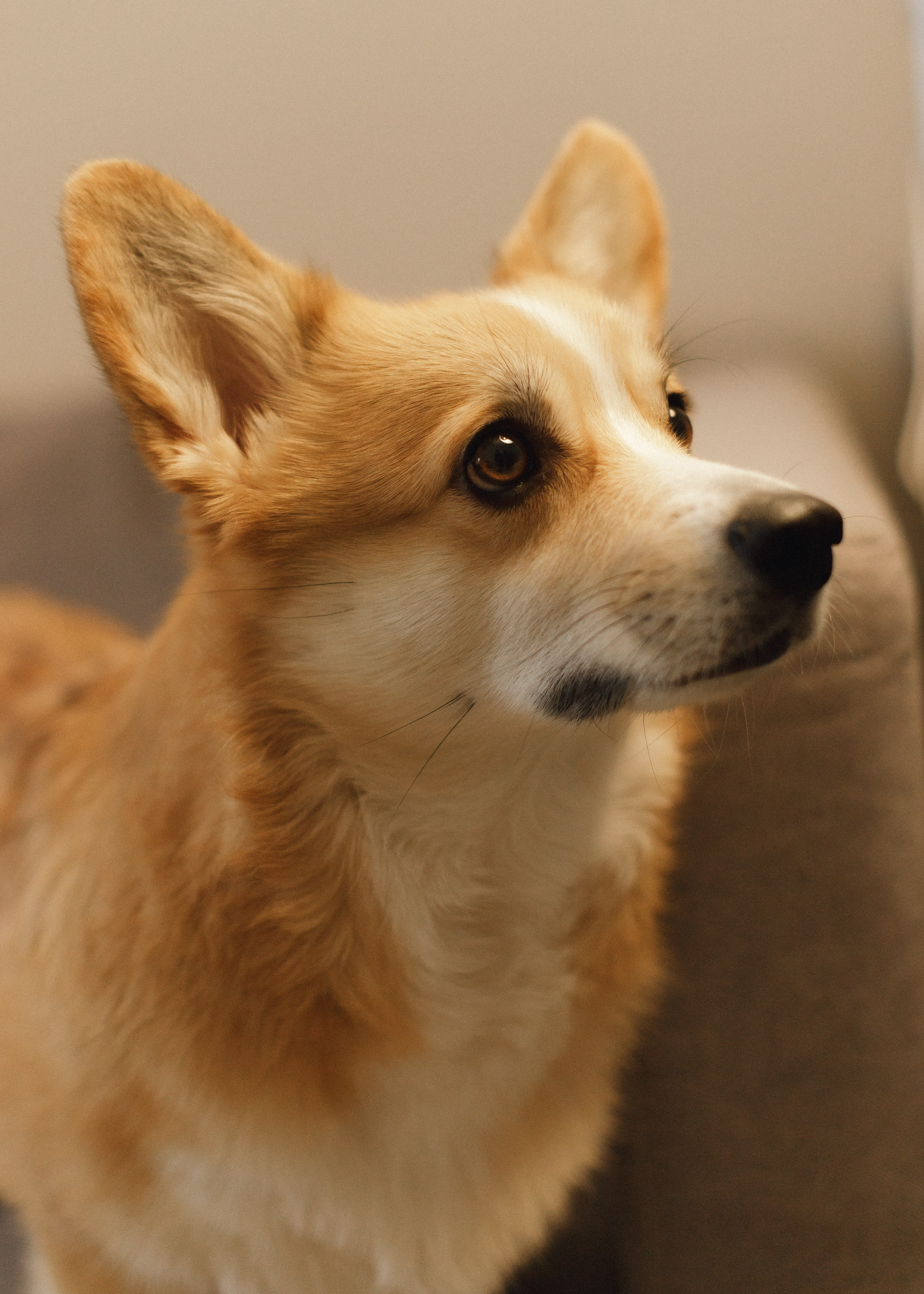 Dasha & Daisy. Kaja | fotograf psów we Wrocławiu