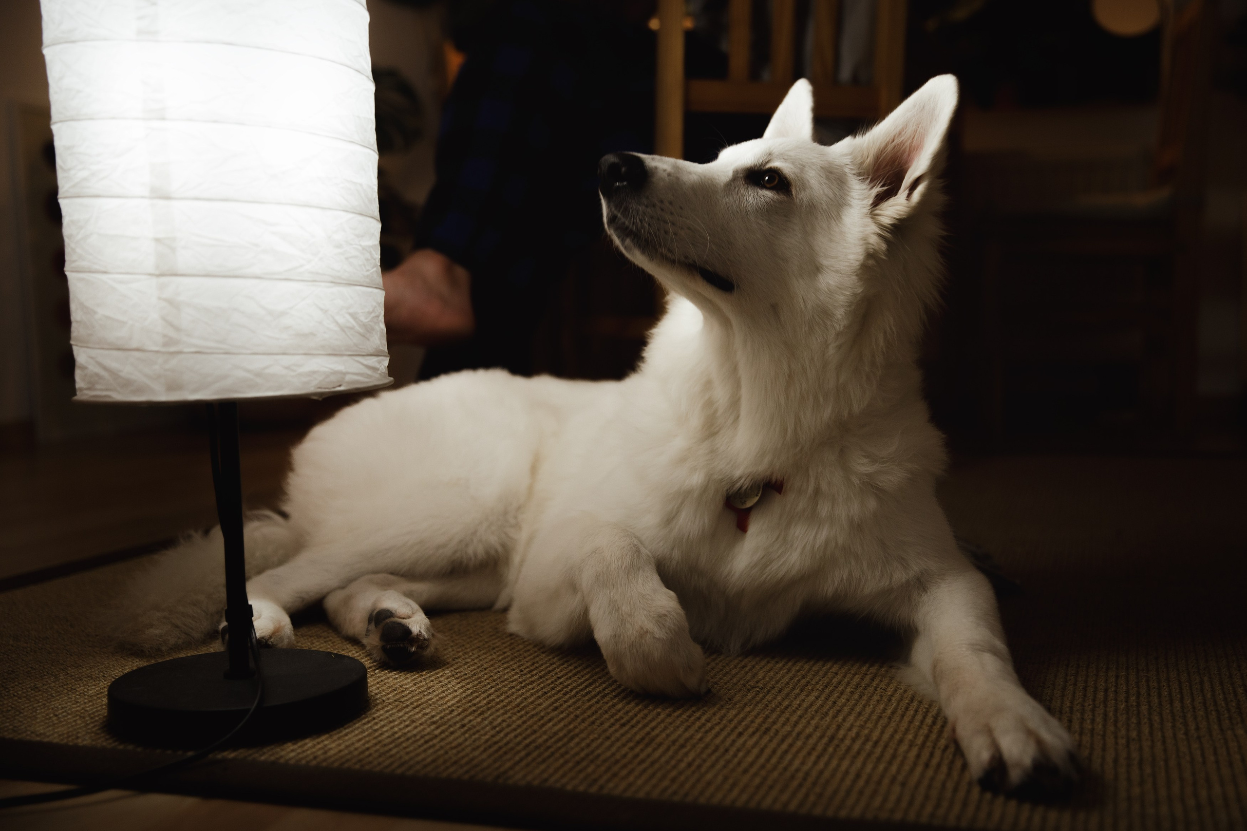 Astra in Leipzig. Kaja | fotograf we Wrocławiu | ludzie i psy