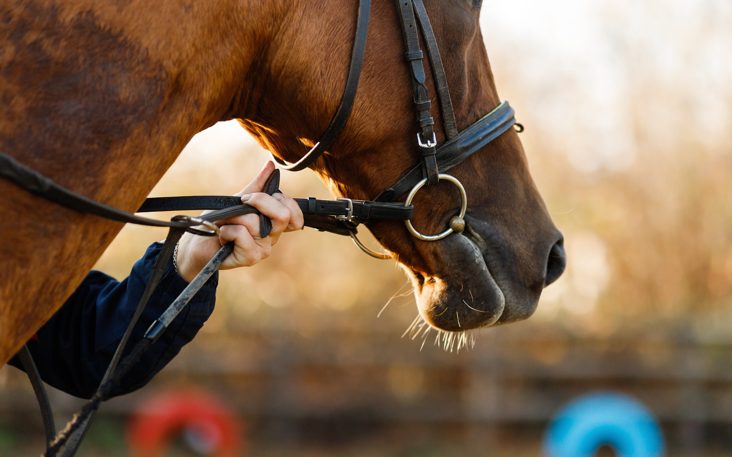 Autumn equestrian training. Kaja | fotograf psów we Wrocławiu