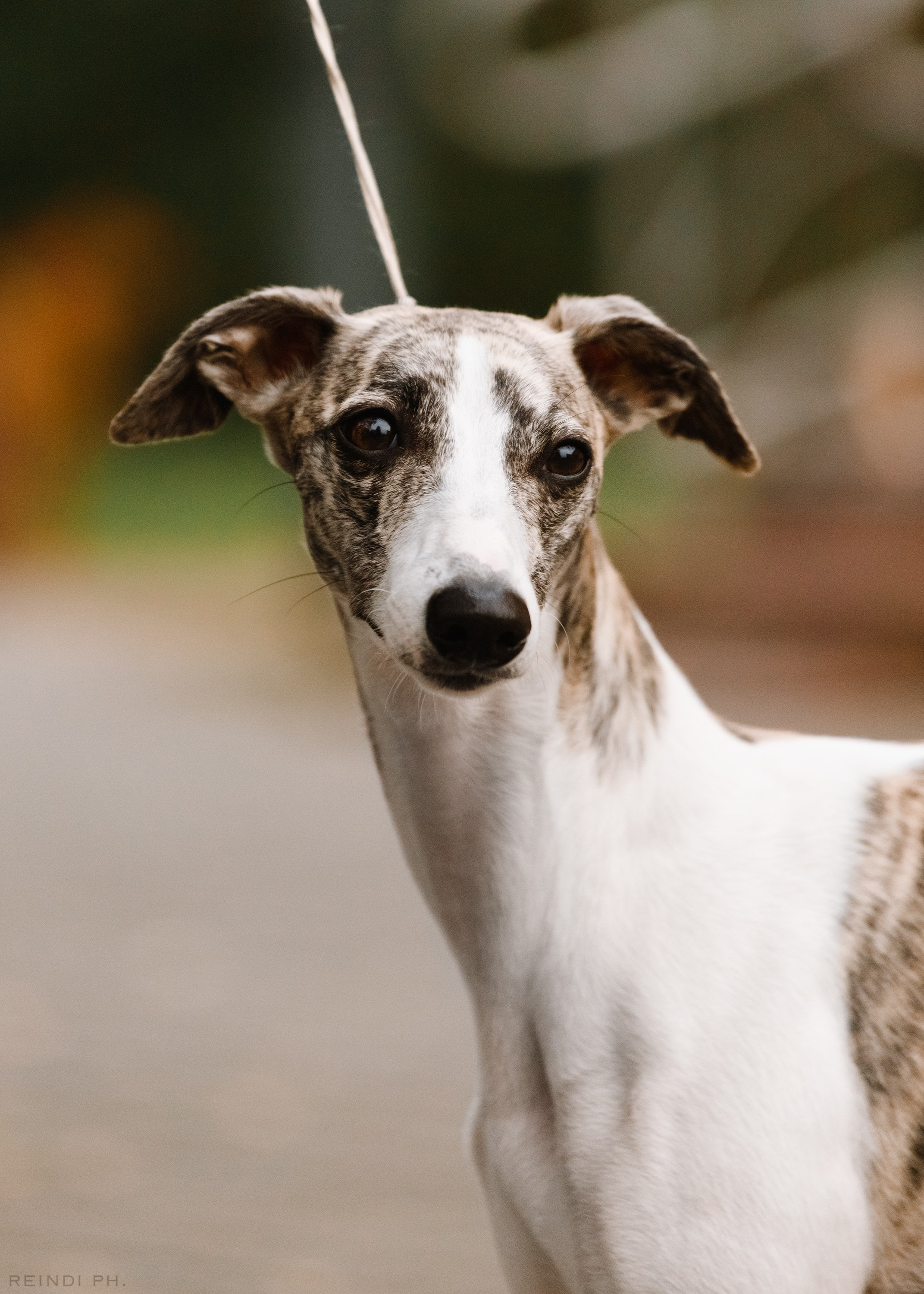 «Argus» dog show in Brest. Kaja | fotograf we Wrocławiu | ludzie i psy