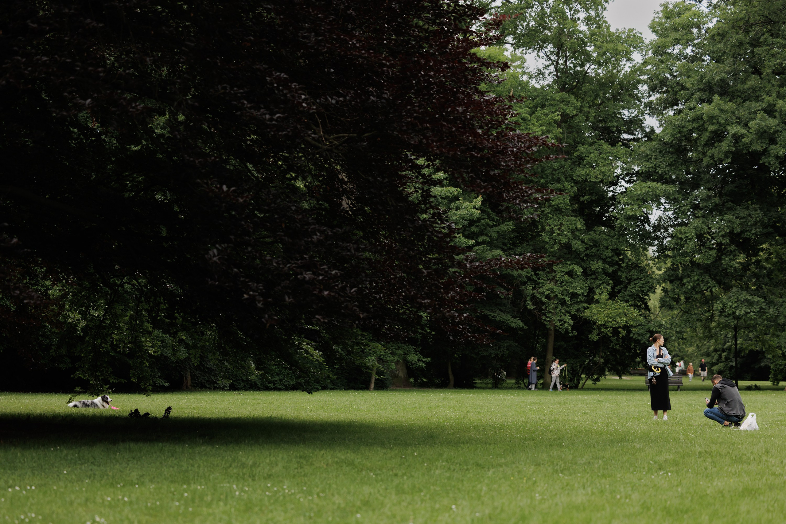 Latające psy, Wrocław'25. Kaja | fotograf psów we Wrocławiu