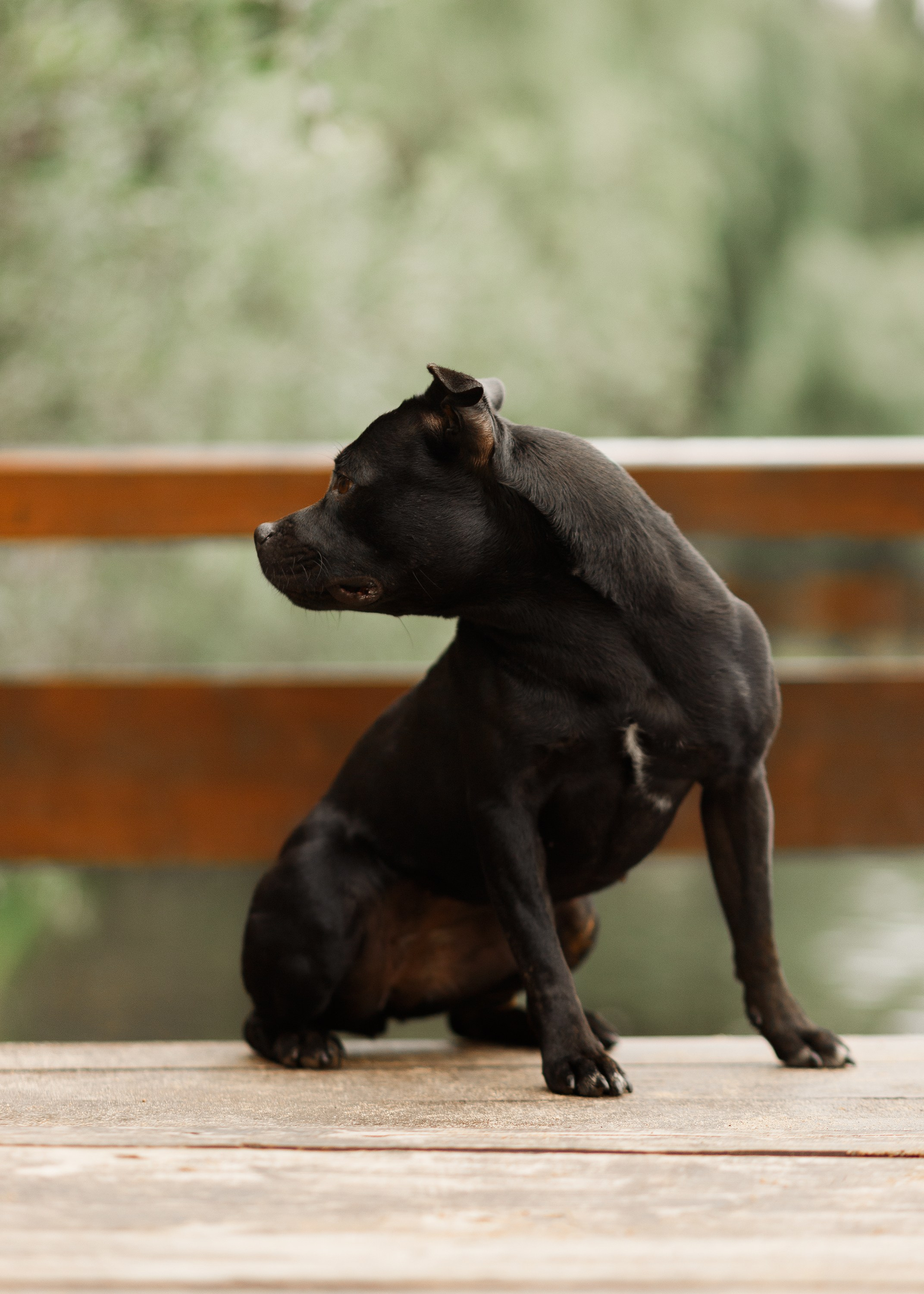 Staffy Yosia. Kaja | fotograf we Wrocławiu | ludzie i psy
