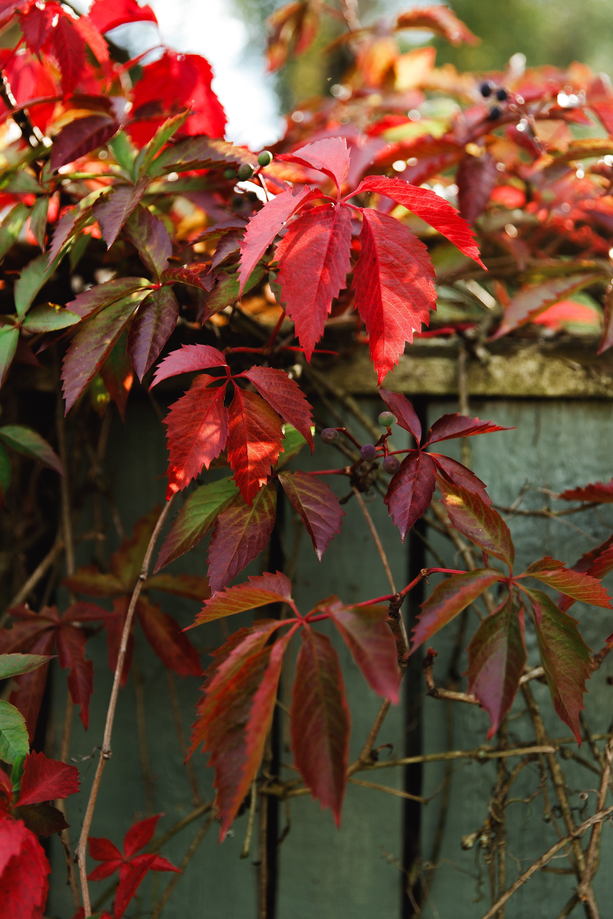 Turku. Kaja | fotograf psów we Wrocławiu