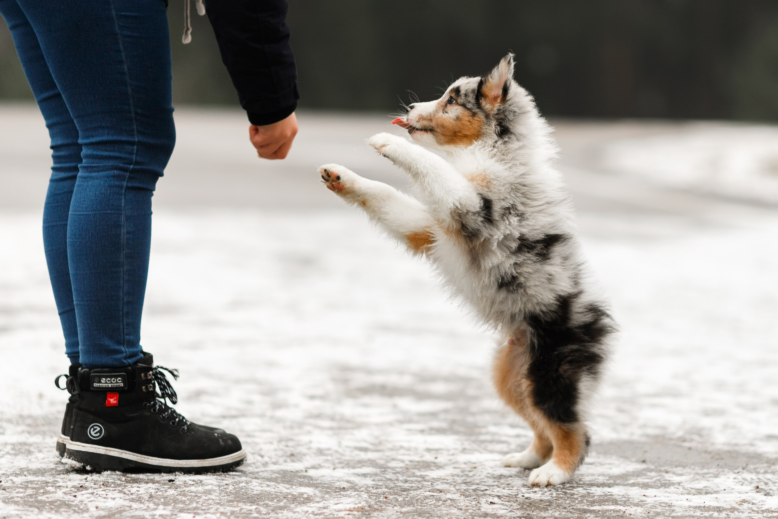 Pack of aussie puppies. Kaja | fotograf psów we Wrocławiu