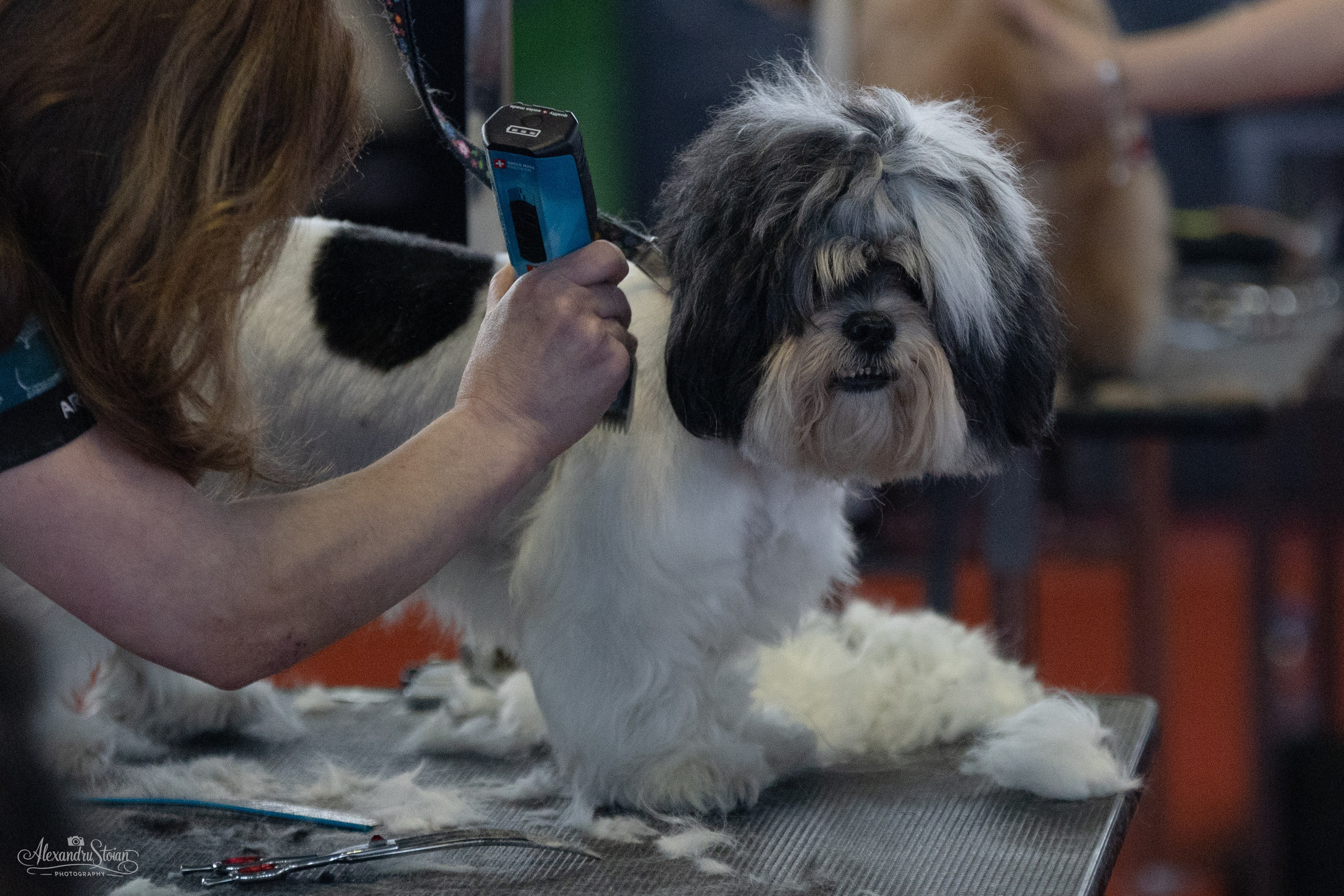 Pet EXPO. Http://www.alexphoto.ro