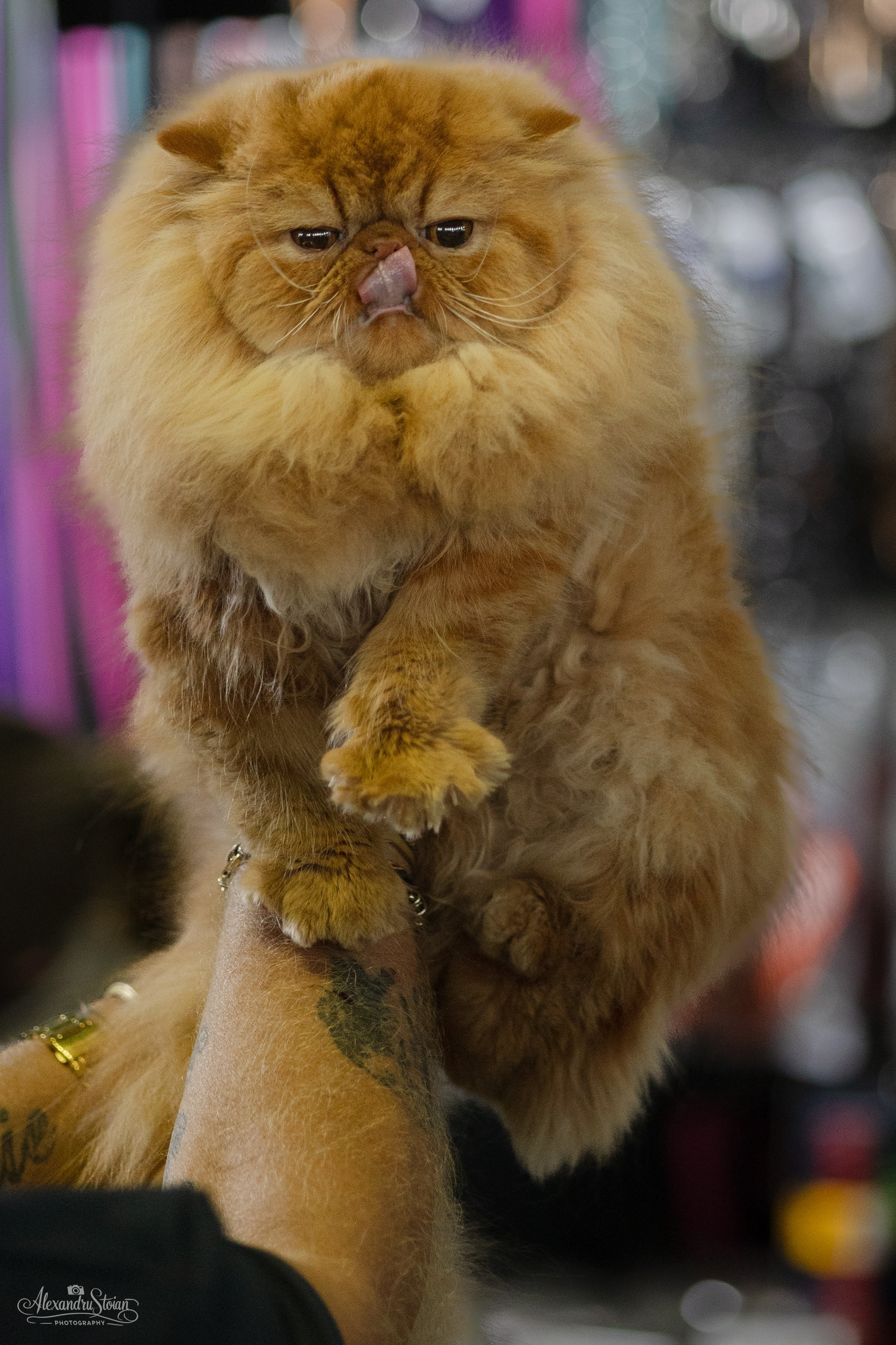 Pet EXPO. Http://www.alexphoto.ro