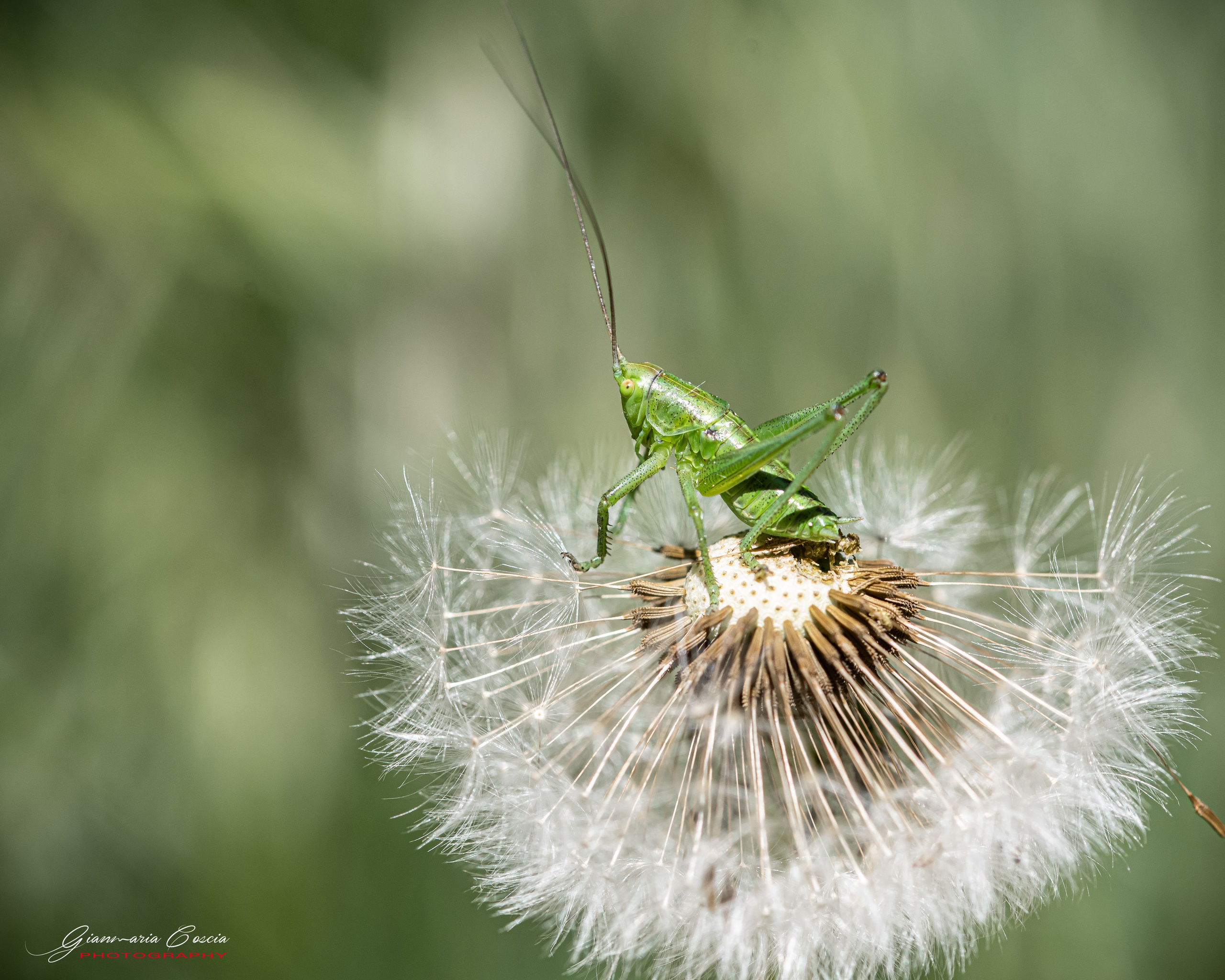 Insetti Simpatici. “Gianmaria Coscia fotografo per passione”