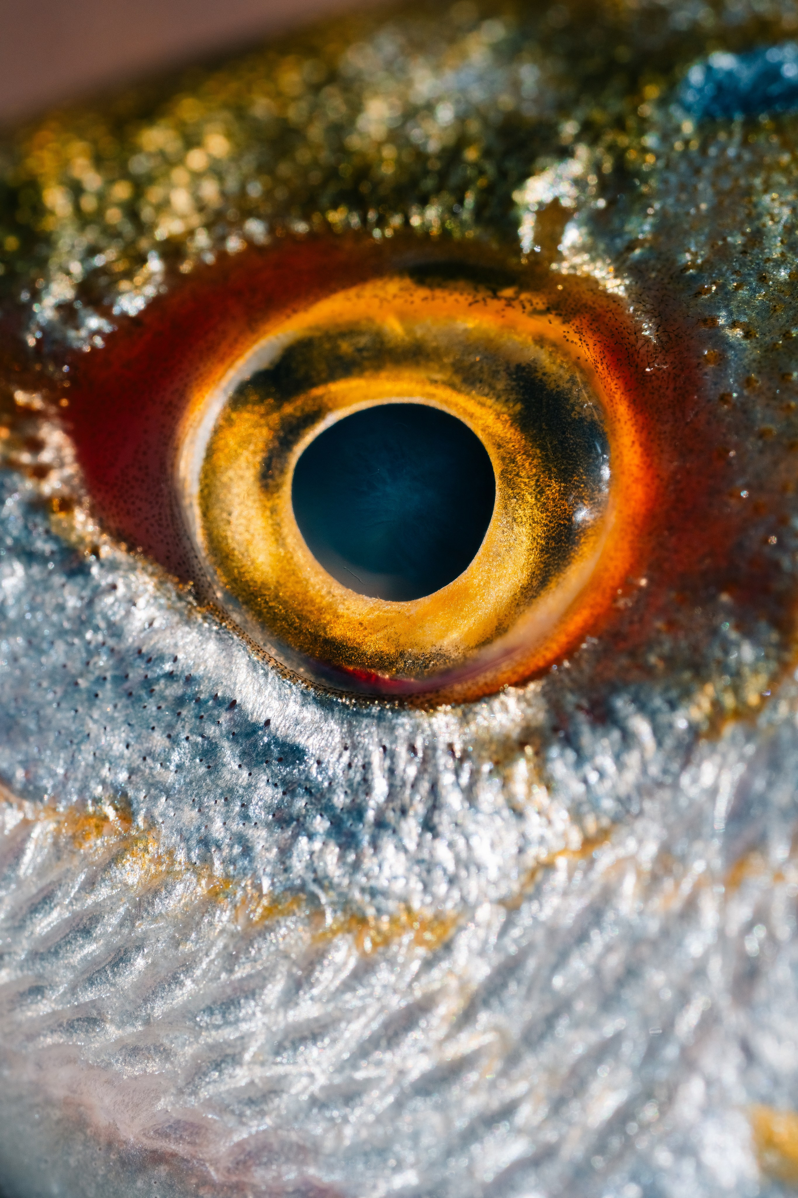 Макрофотография рыбьего глаза. Крупный план ярко-оранжевого рыбьего глаза, окружённого светящейся чешуёй.