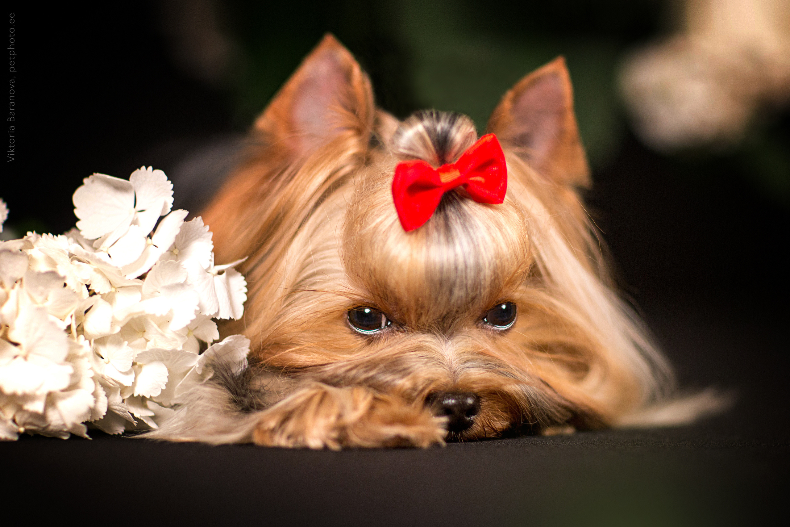 Lui (4 фото). Фотограф в Таллине Виктория Баранова |фотосессии и обучение / Photographer Viktoria Baranova