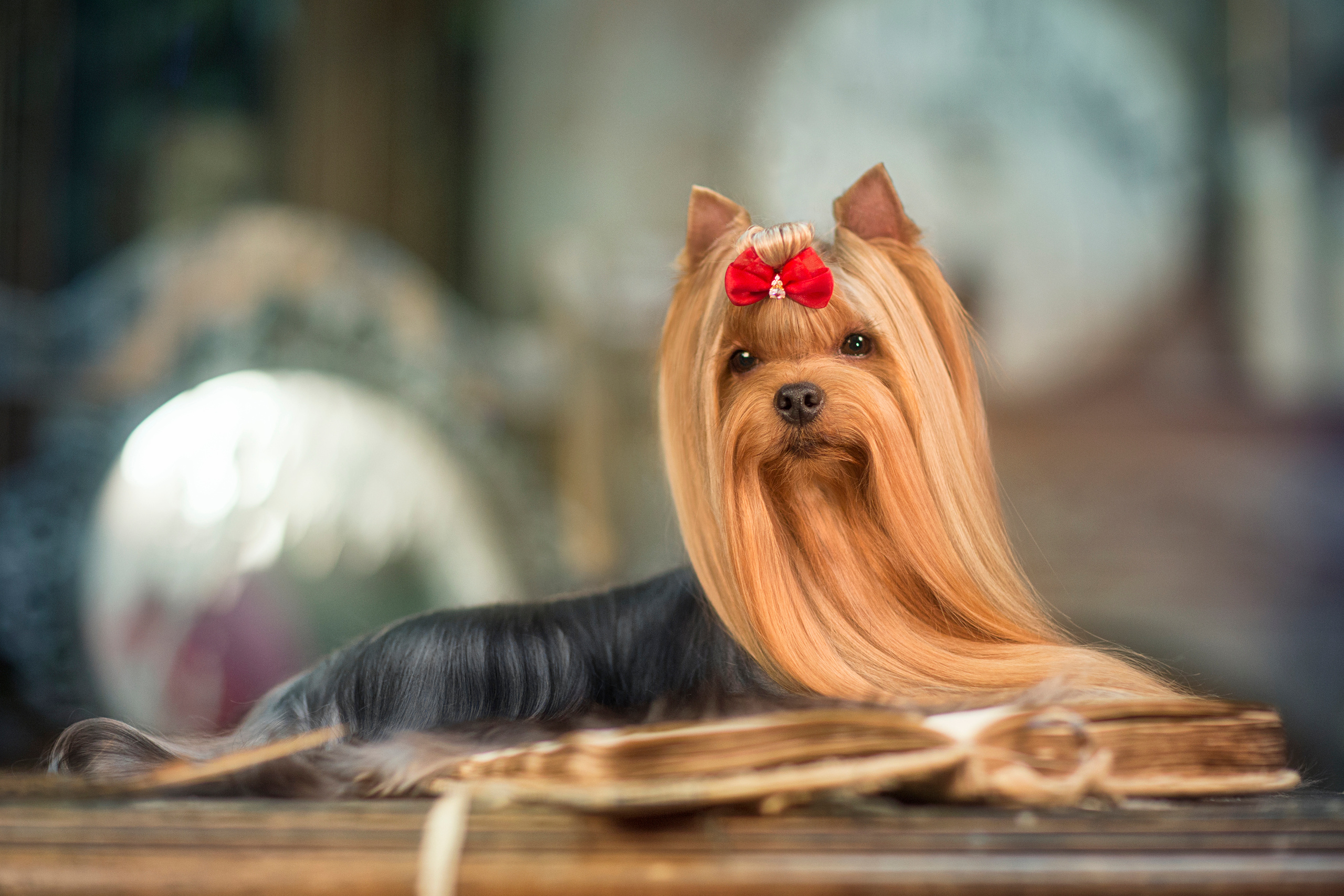 Oskar Yorkshire terrier (11 фото). Фотограф в Таллине Виктория Баранова |фотосессии и обучение / Photographer Viktoria Baranova