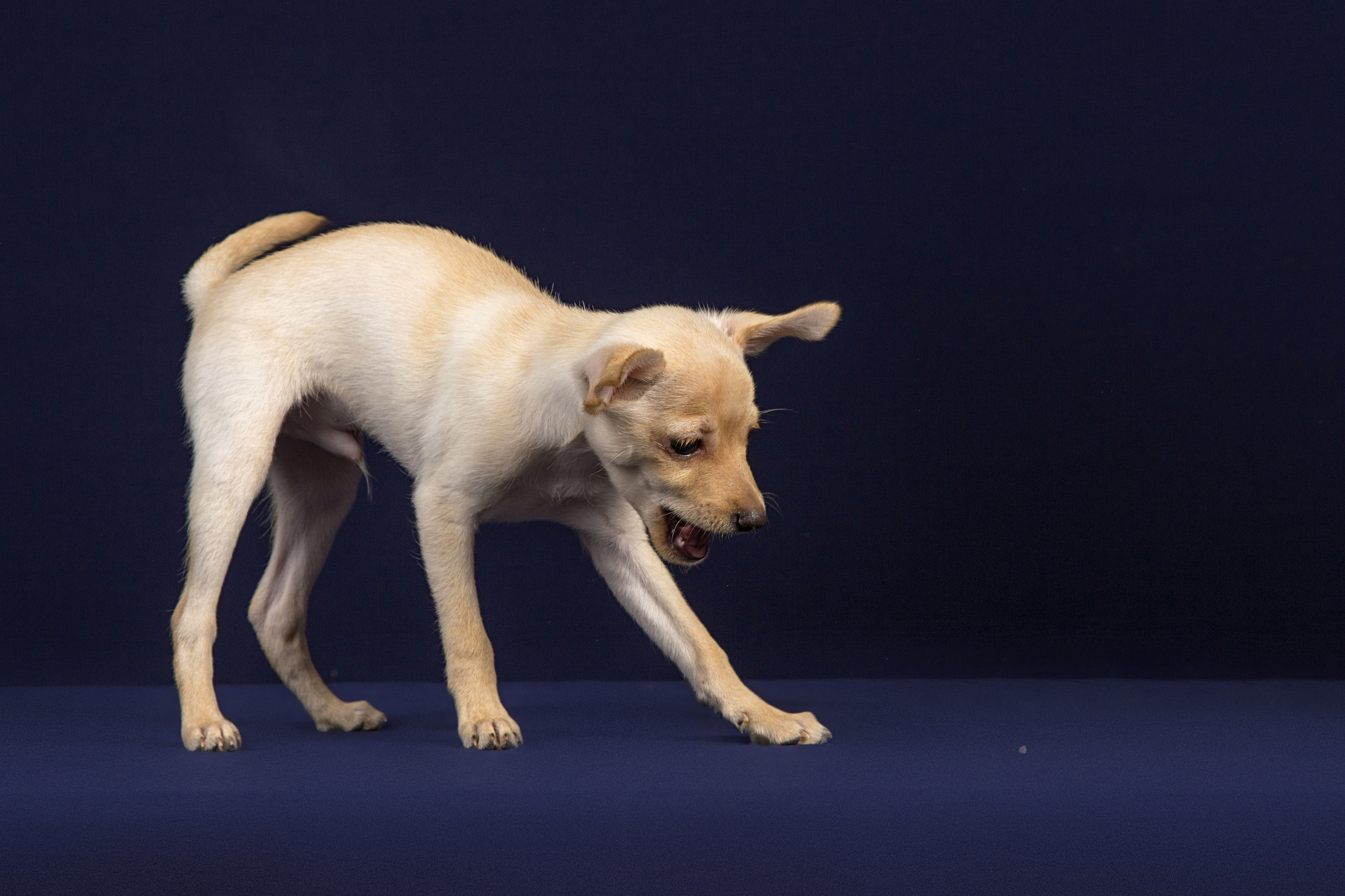 Chihushichki puppies (9 фото). Фотограф в Таллине Виктория Баранова |фотосессии и обучение / Photographer Viktoria Baranova