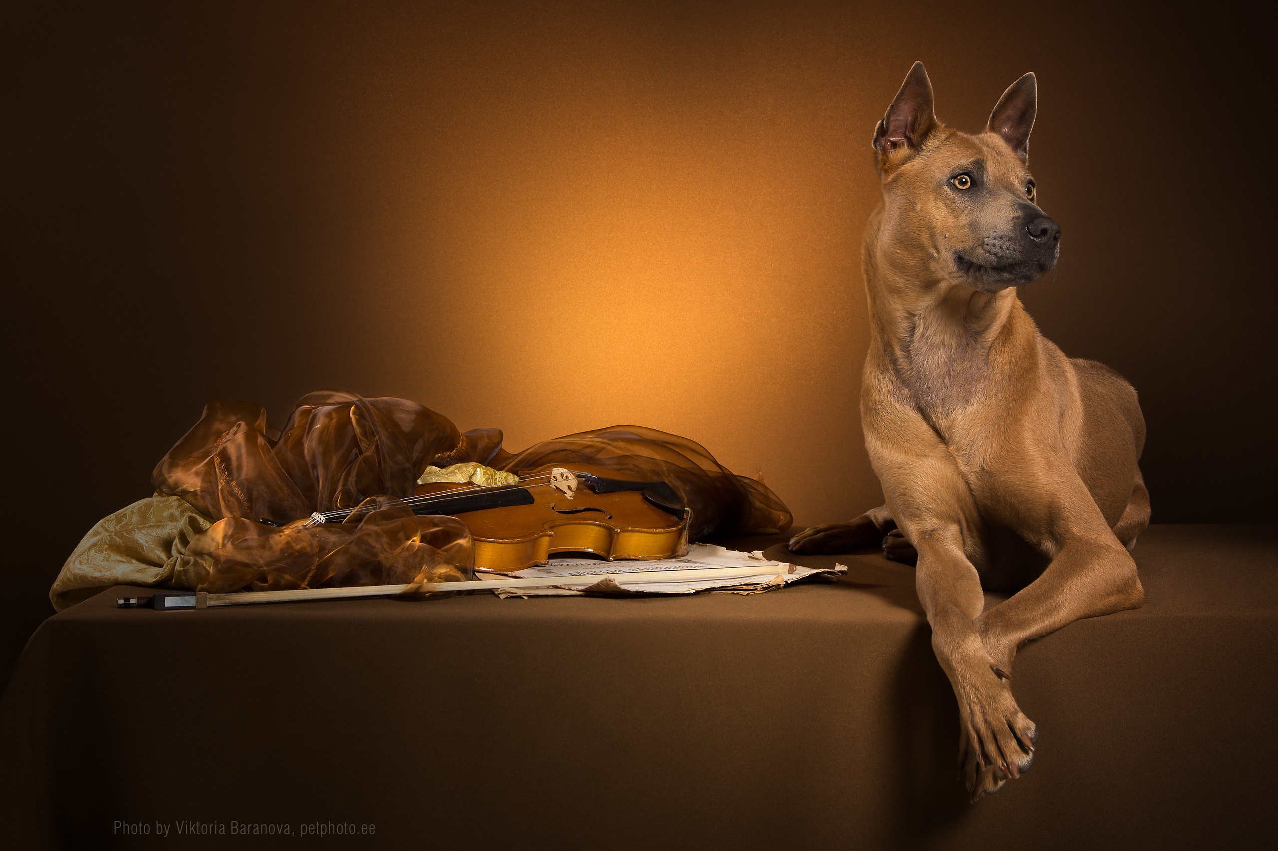 Thai ridgeback (6 фото). Фотограф в Таллине Виктория Баранова |фотосессии и обучение / Photographer Viktoria Baranova