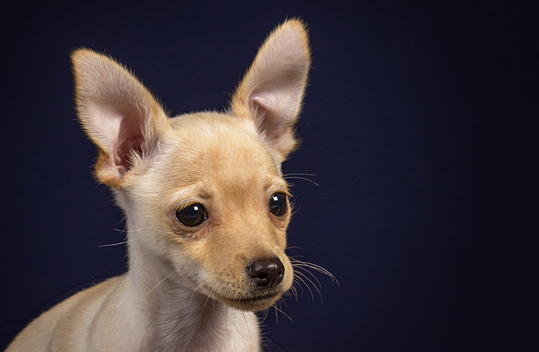 Chihushichki puppies (9 фото). Фотограф в Таллине Виктория Баранова |фотосессии и обучение / Photographer Viktoria Baranova