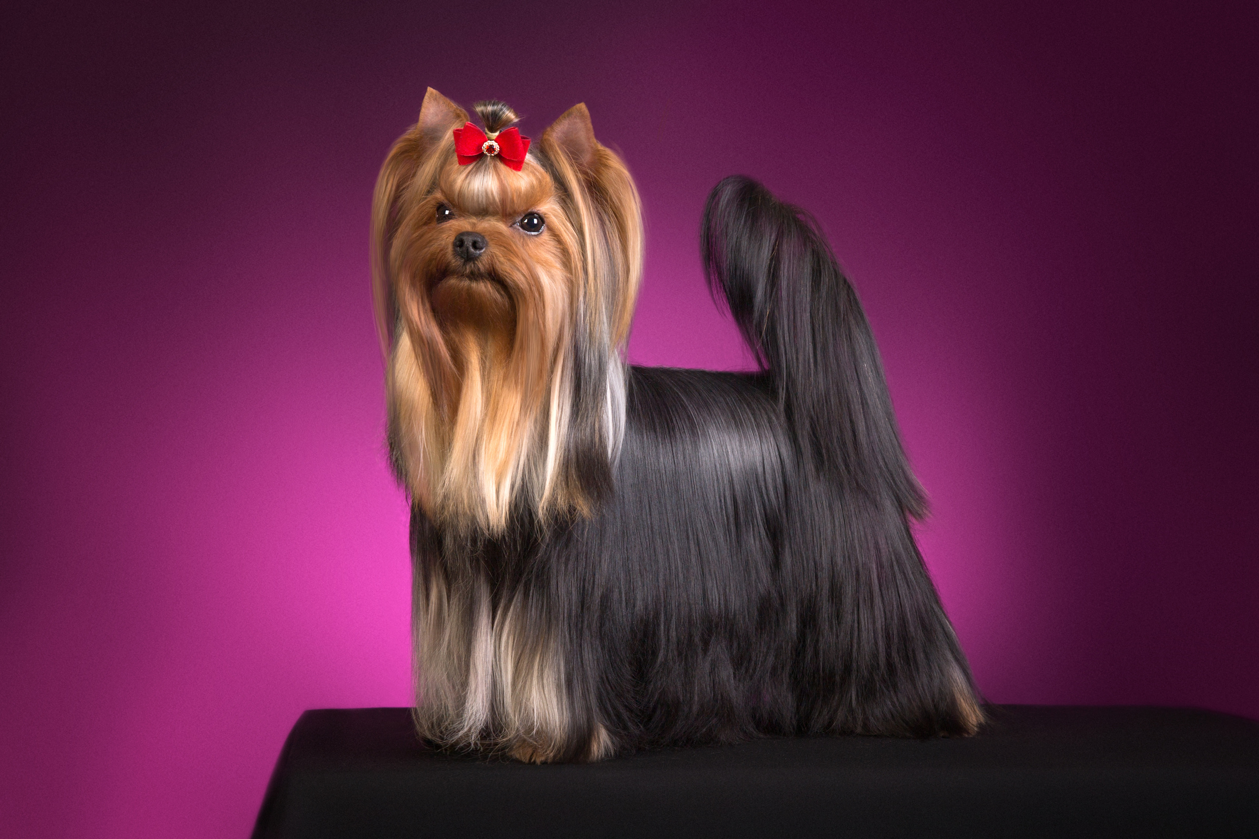 Irina Goifman (14 фото). Фотограф в Таллине Виктория Баранова |фотосессии и обучение / Photographer Viktoria Baranova