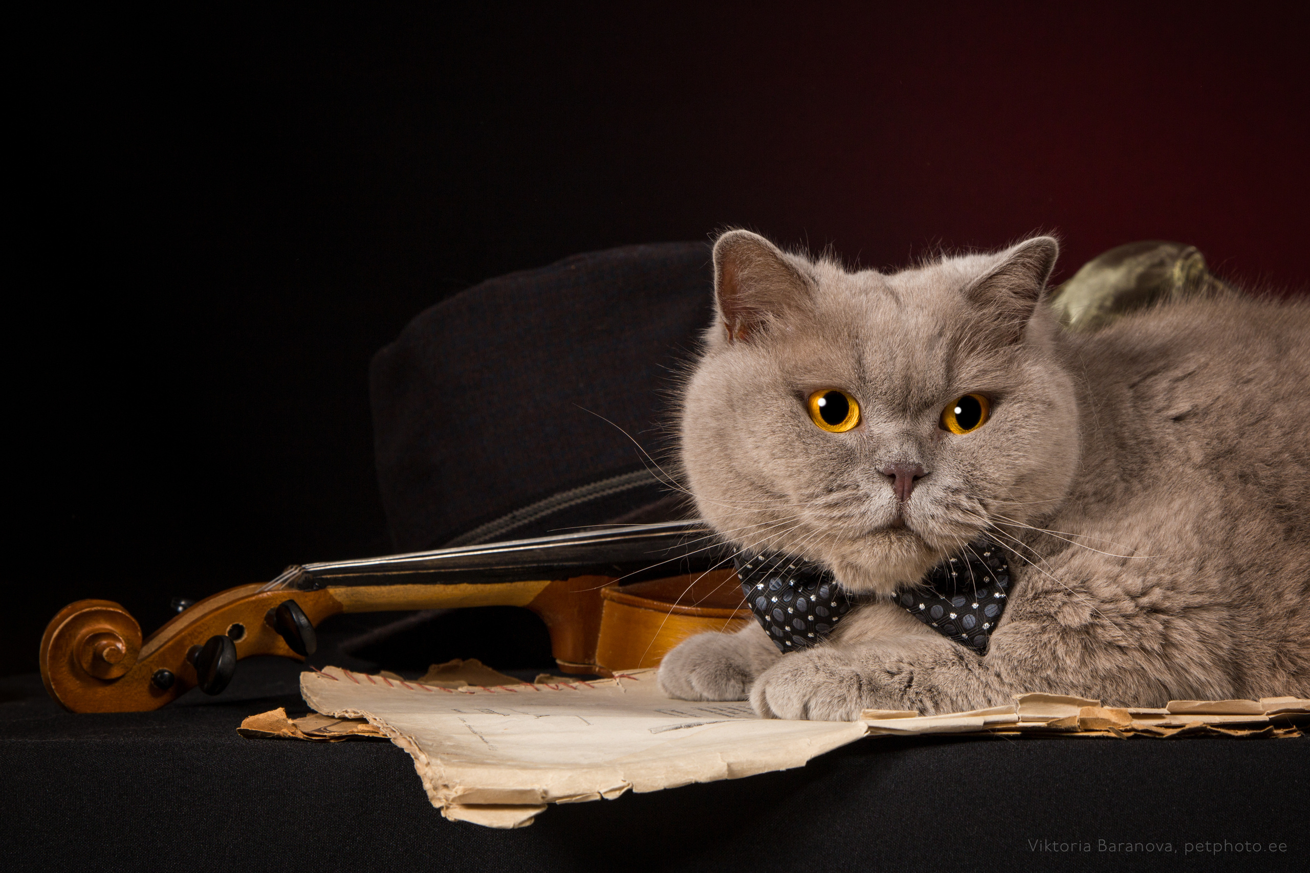 SigalN (11 фото). Фотограф в Таллине Виктория Баранова |фотосессии и обучение / Photographer Viktoria Baranova