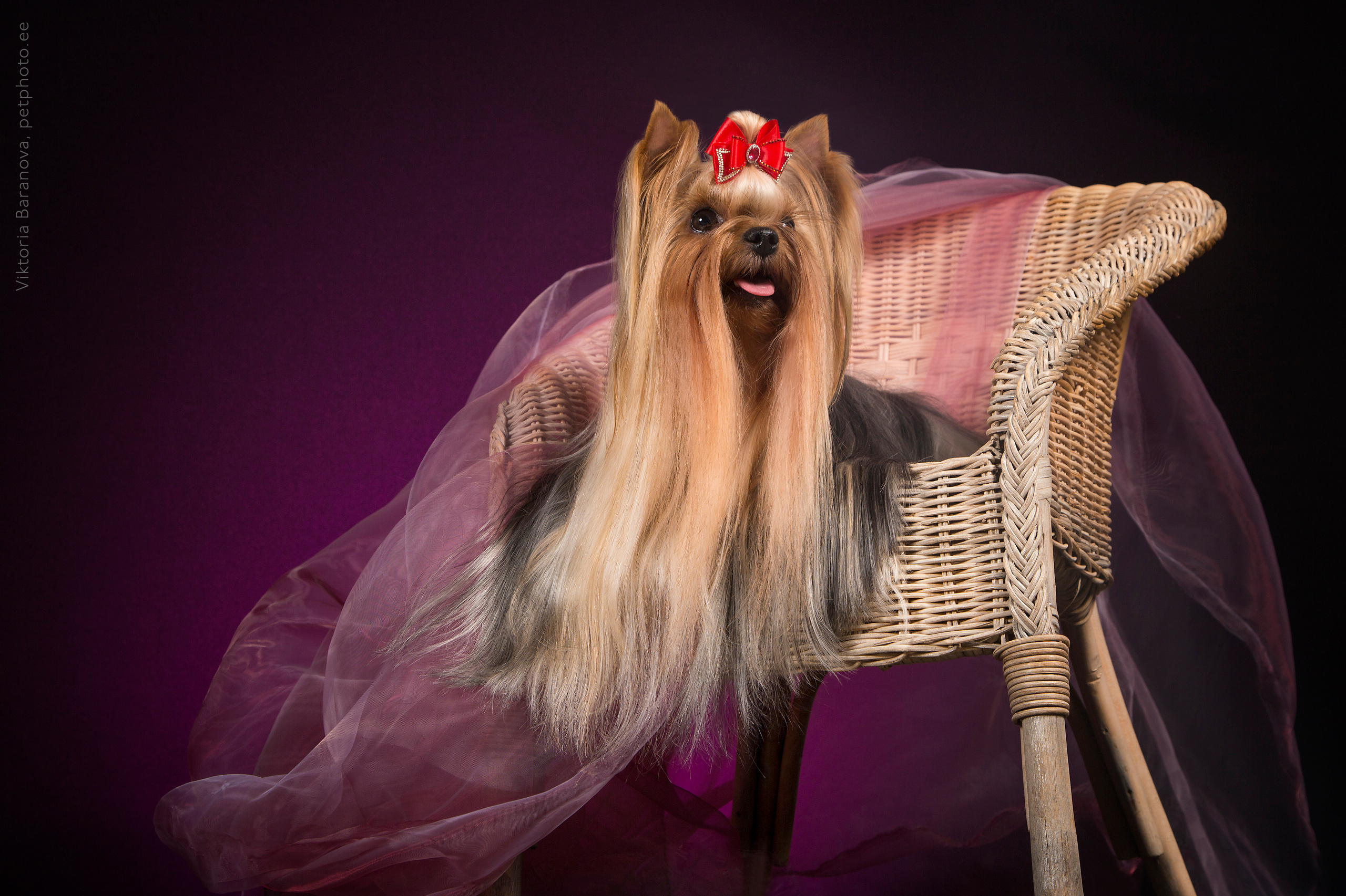 Merike (6 фото). Фотограф в Таллине Виктория Баранова |фотосессии и обучение / Photographer Viktoria Baranova