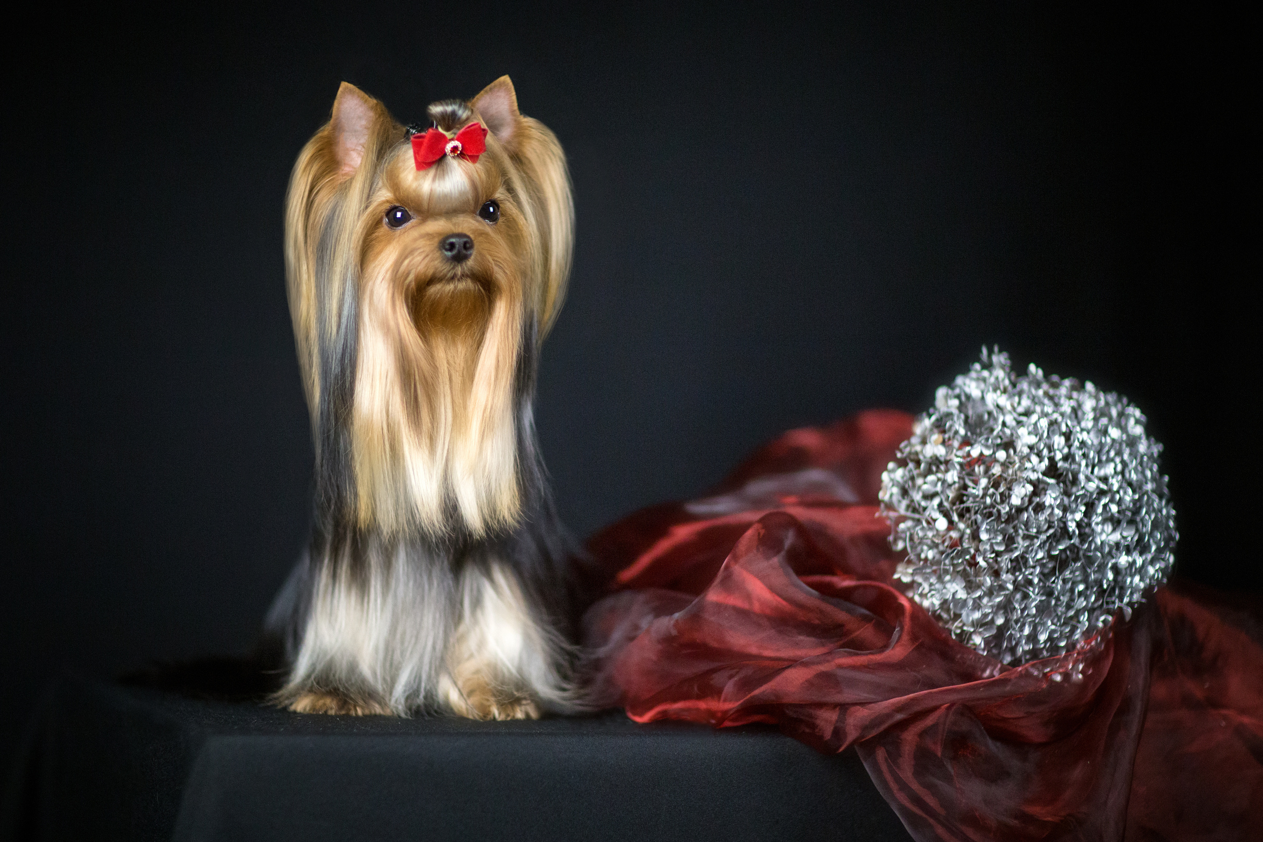 Irina Goifman (14 фото). Фотограф в Таллине Виктория Баранова |фотосессии и обучение / Photographer Viktoria Baranova