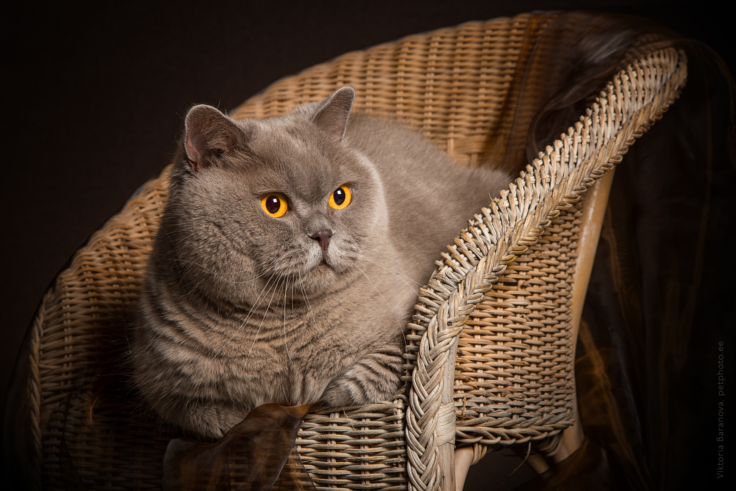 SigalN (11 фото). Фотограф в Таллине Виктория Баранова |фотосессии и обучение / Photographer Viktoria Baranova