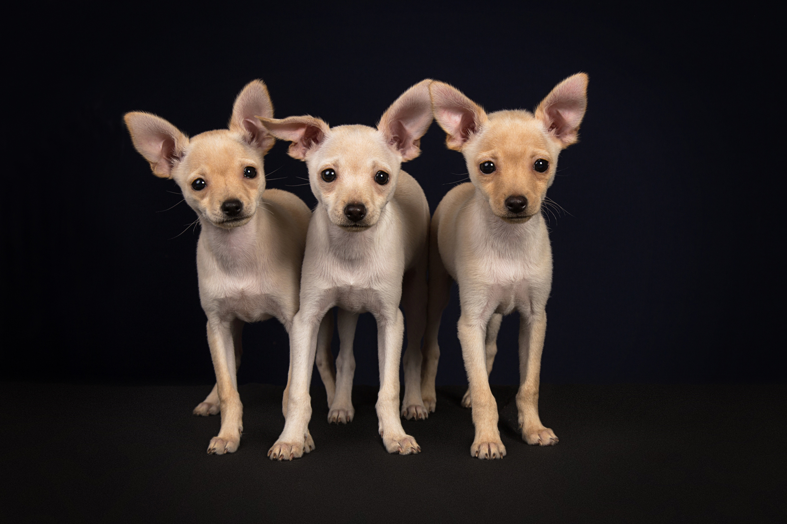 Chihushichki puppies (9 фото). Фотограф в Таллине Виктория Баранова |фотосессии и обучение / Photographer Viktoria Baranova