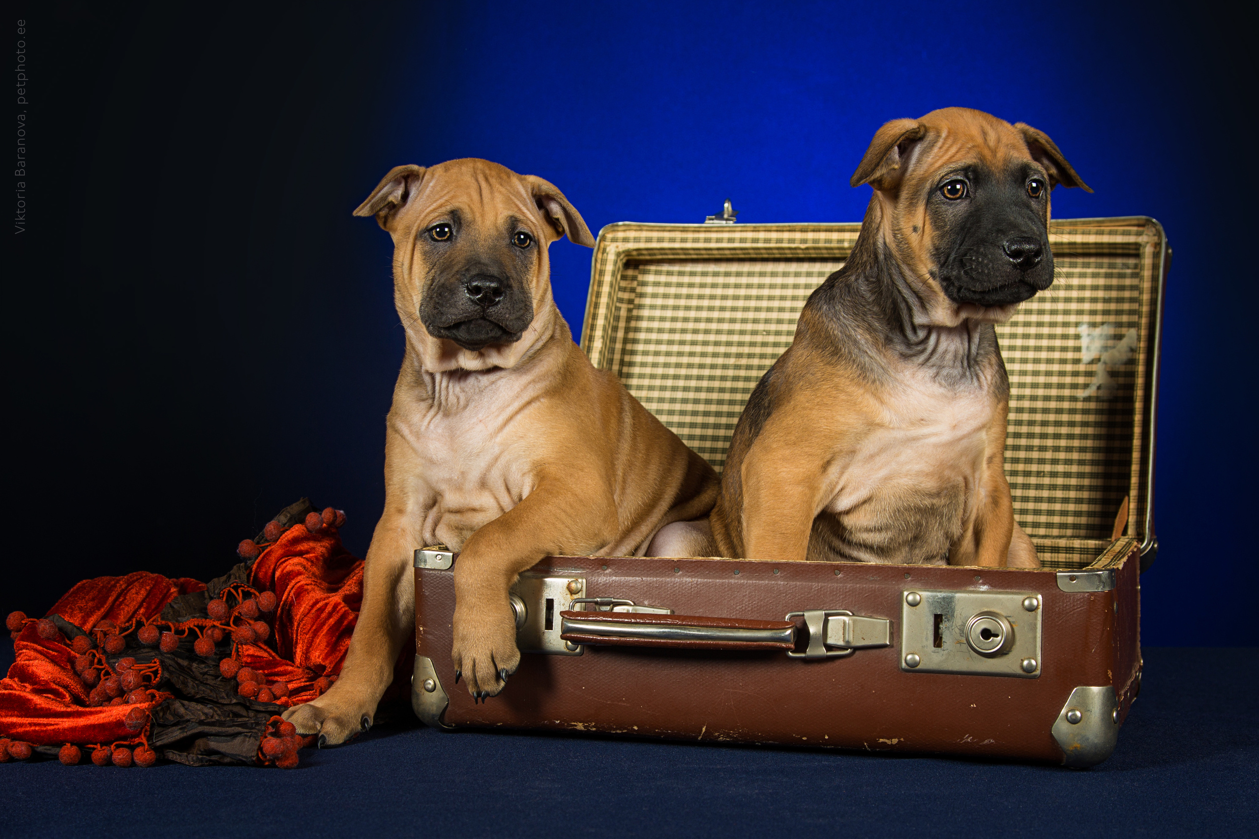 Alla Bush (7 фото). Фотограф в Таллине Виктория Баранова |фотосессии и обучение / Photographer Viktoria Baranova