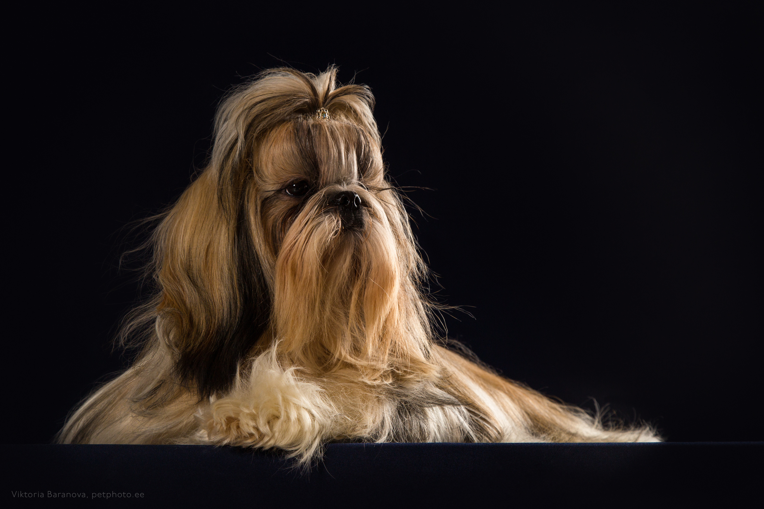 Liza Ostapchuk (11 фото). Фотограф в Таллине Виктория Баранова |фотосессии и обучение / Photographer Viktoria Baranova