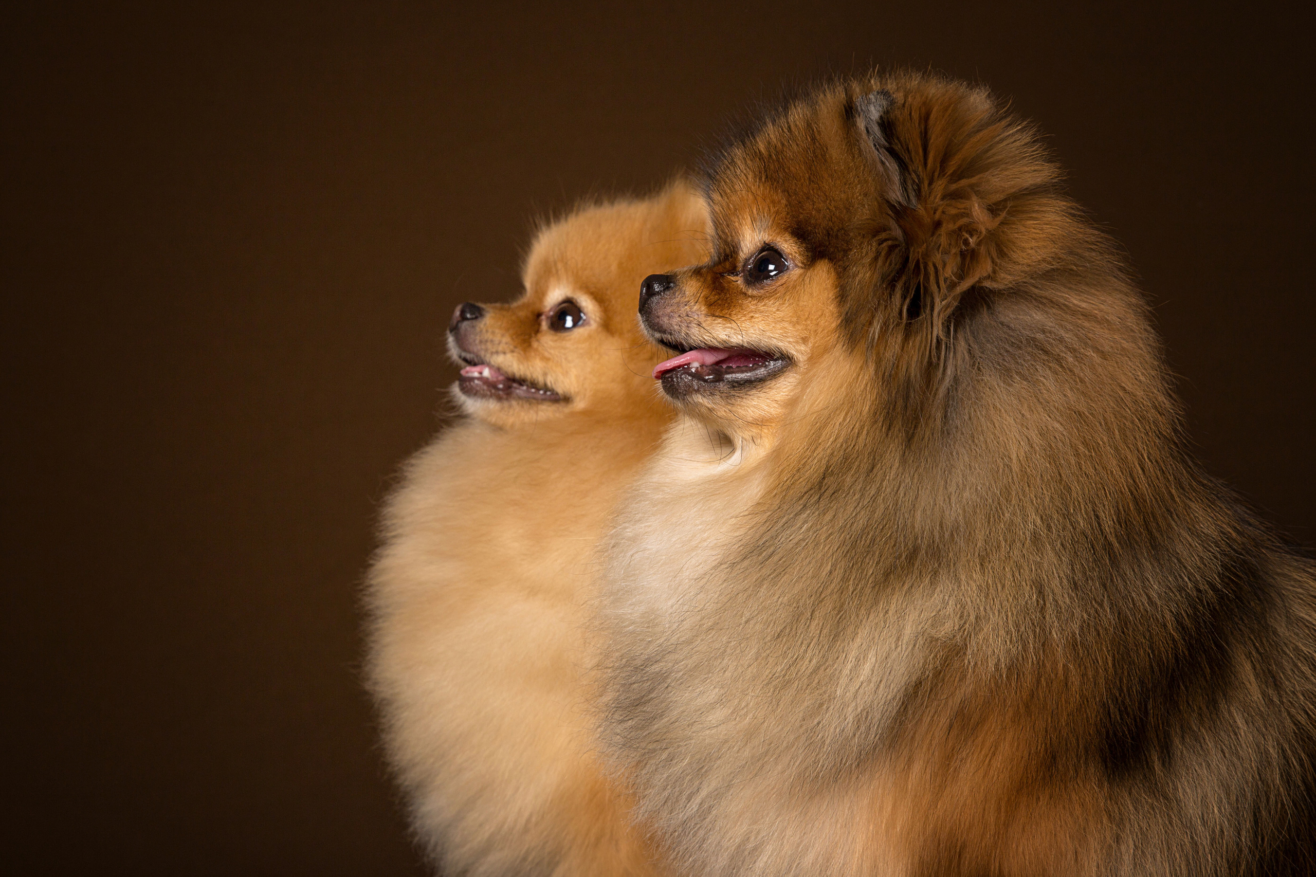 Sisi Blue (7 фото). Фотограф в Таллине Виктория Баранова |фотосессии и обучение / Photographer Viktoria Baranova