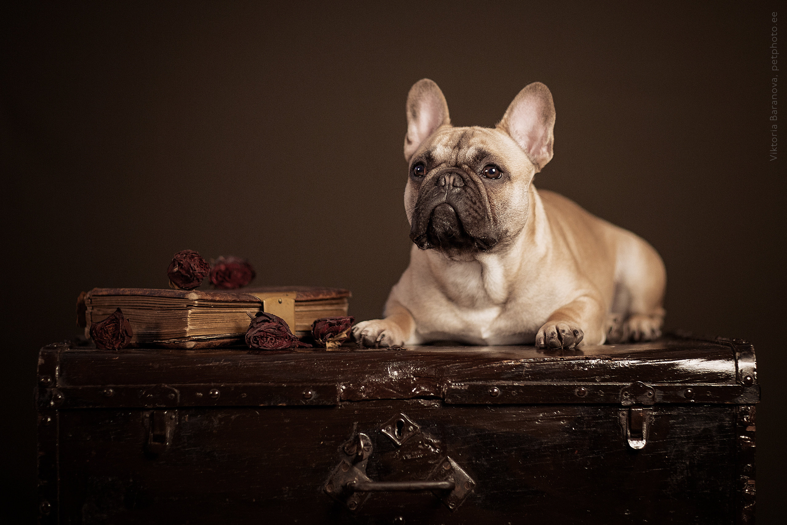 Bruno (5 фото). Фотограф в Таллине Виктория Баранова |фотосессии и обучение / Photographer Viktoria Baranova