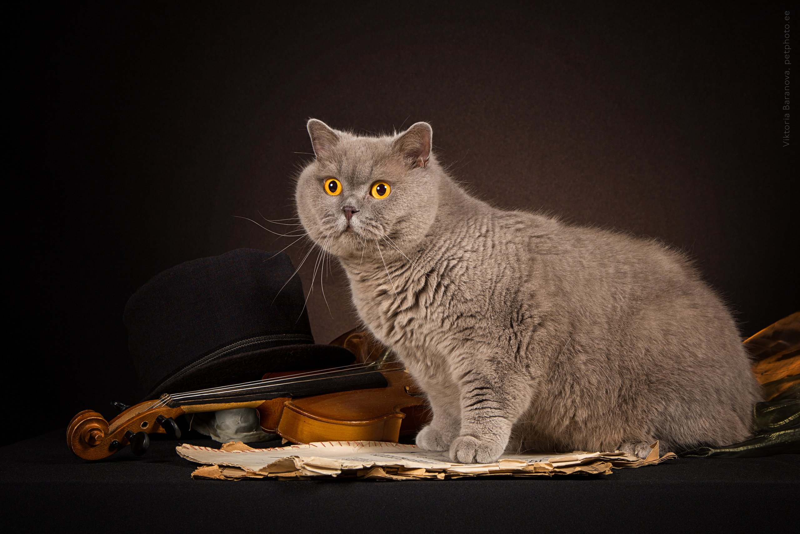 SigalN (11 фото). Фотограф в Таллине Виктория Баранова |фотосессии и обучение / Photographer Viktoria Baranova