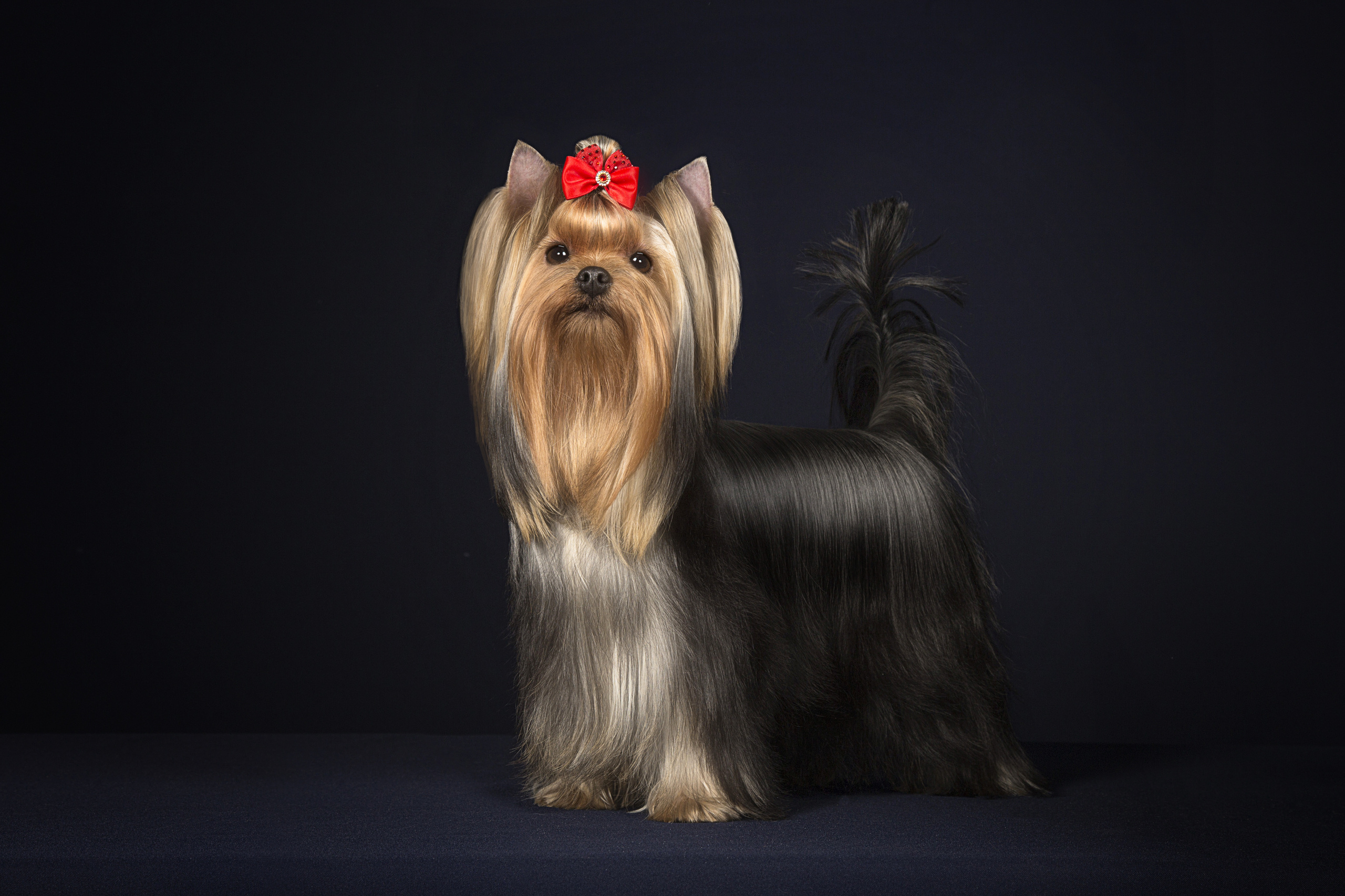 SvetaK. Фотограф в Таллине Виктория Баранова |фотосессии и обучение / Photographer Viktoria Baranova