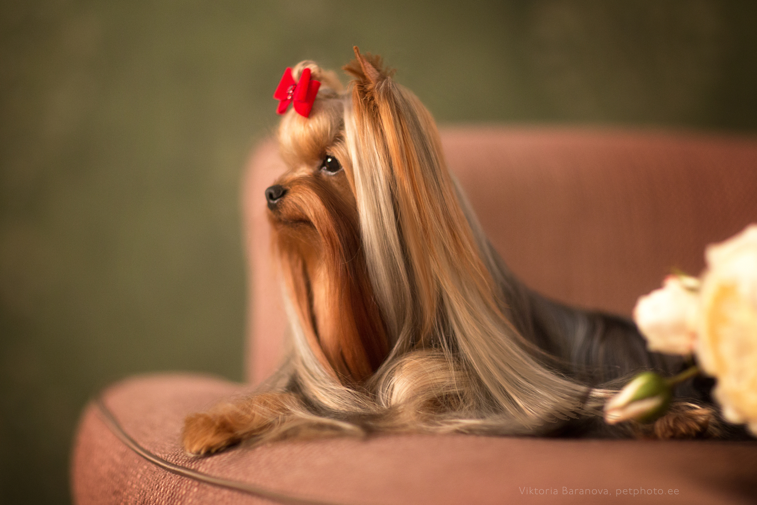 ChinChin (7 фото). Фотограф в Таллине Виктория Баранова |фотосессии и обучение / Photographer Viktoria Baranova