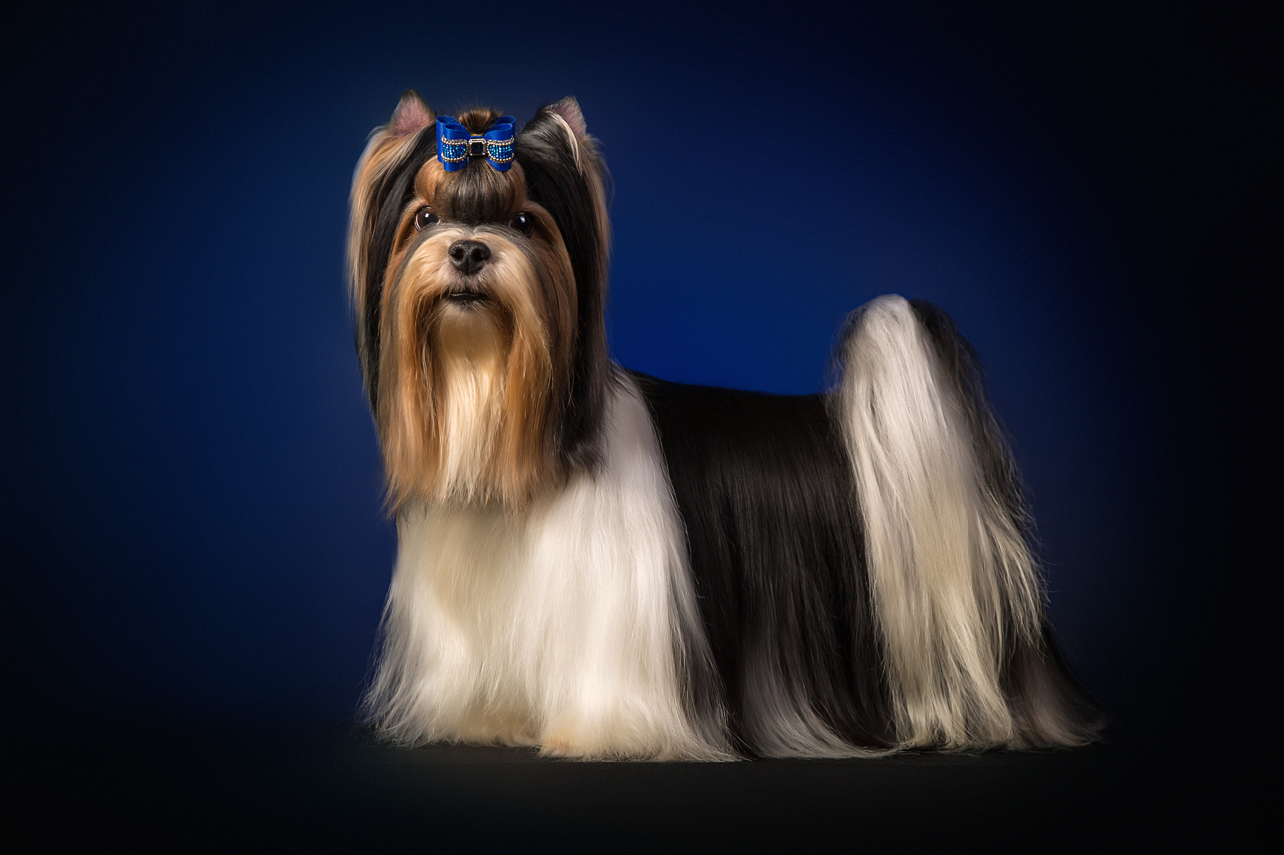 Biwer (5 фото). Фотограф в Таллине Виктория Баранова |фотосессии и обучение / Photographer Viktoria Baranova