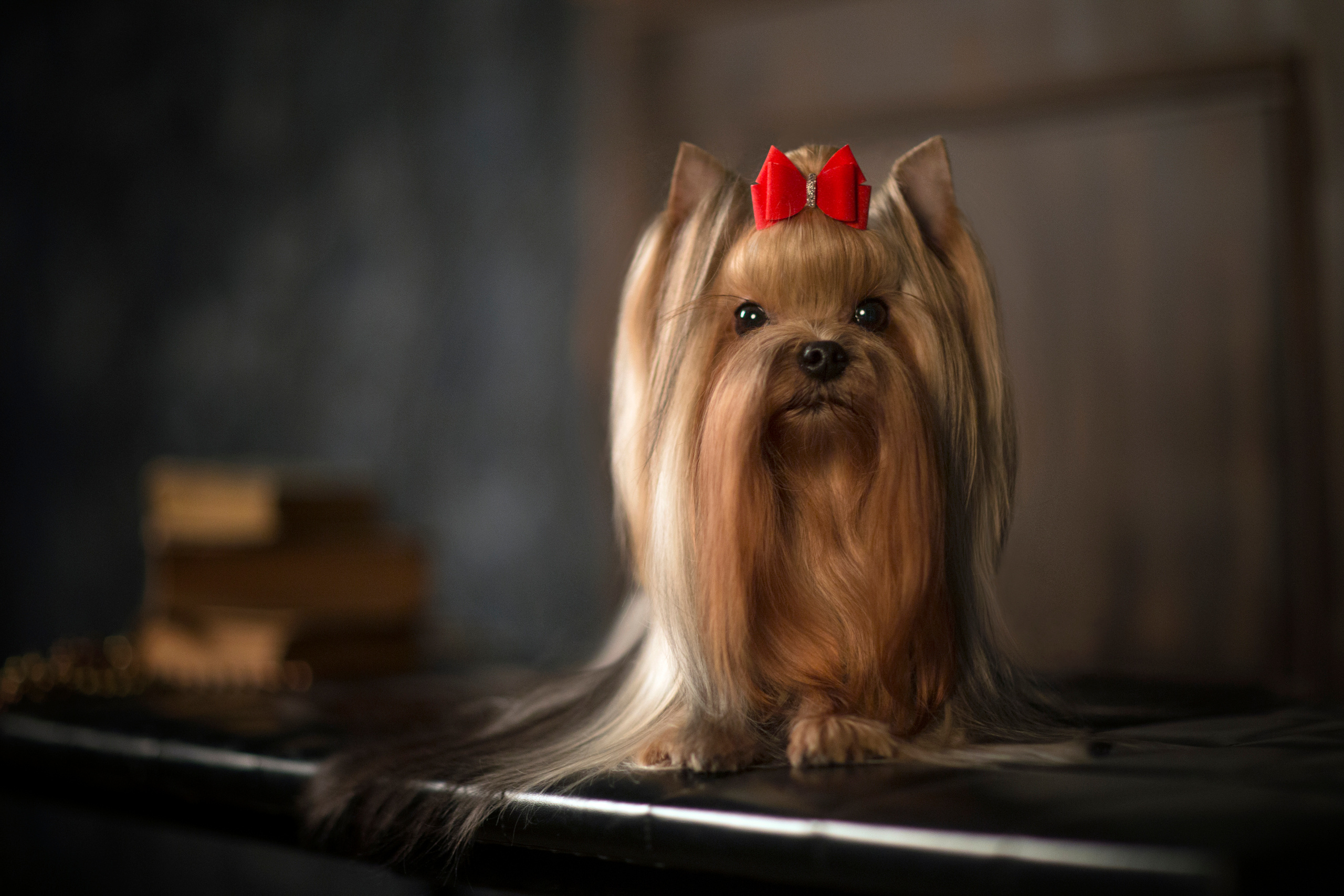 Olya York (7 фото). Фотограф в Таллине Виктория Баранова |фотосессии и обучение / Photographer Viktoria Baranova