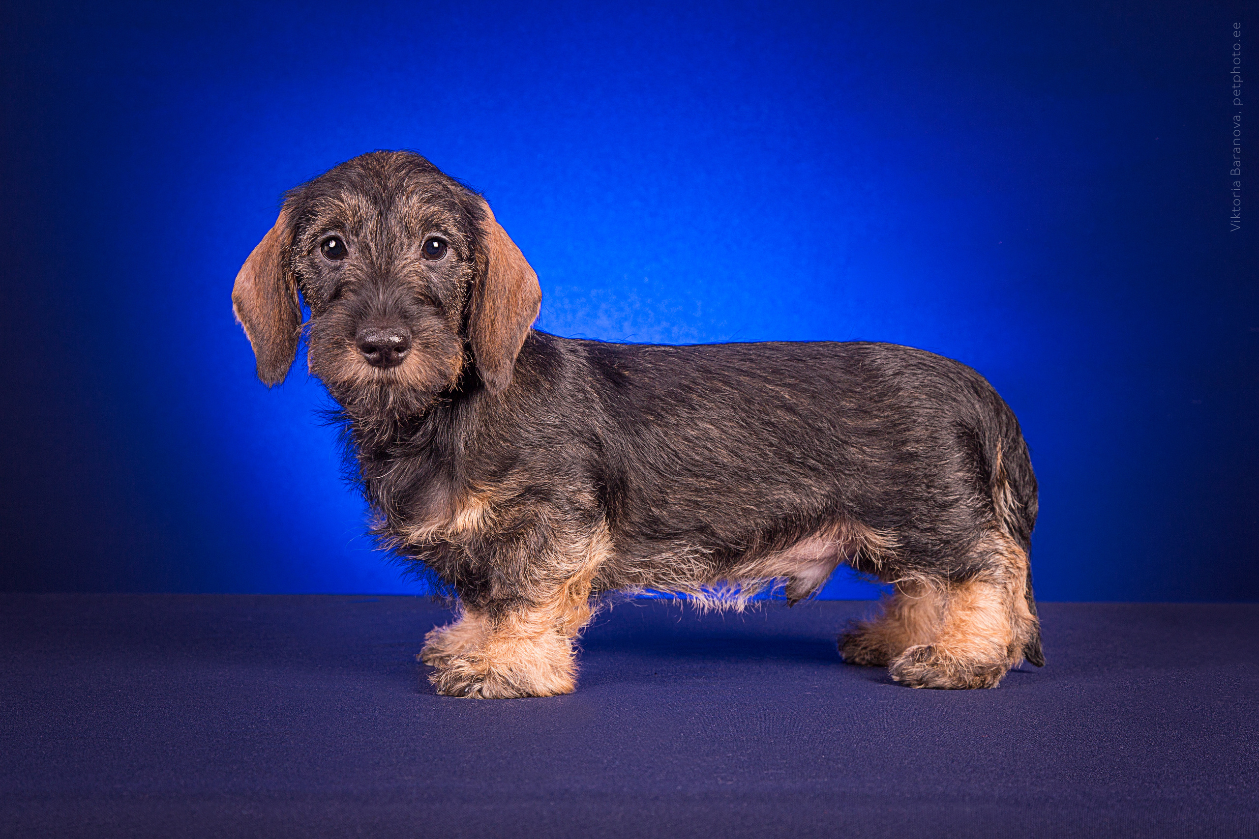 Inga Eik-Olsson (8 фото). Фотограф в Таллине Виктория Баранова |фотосессии и обучение / Photographer Viktoria Baranova