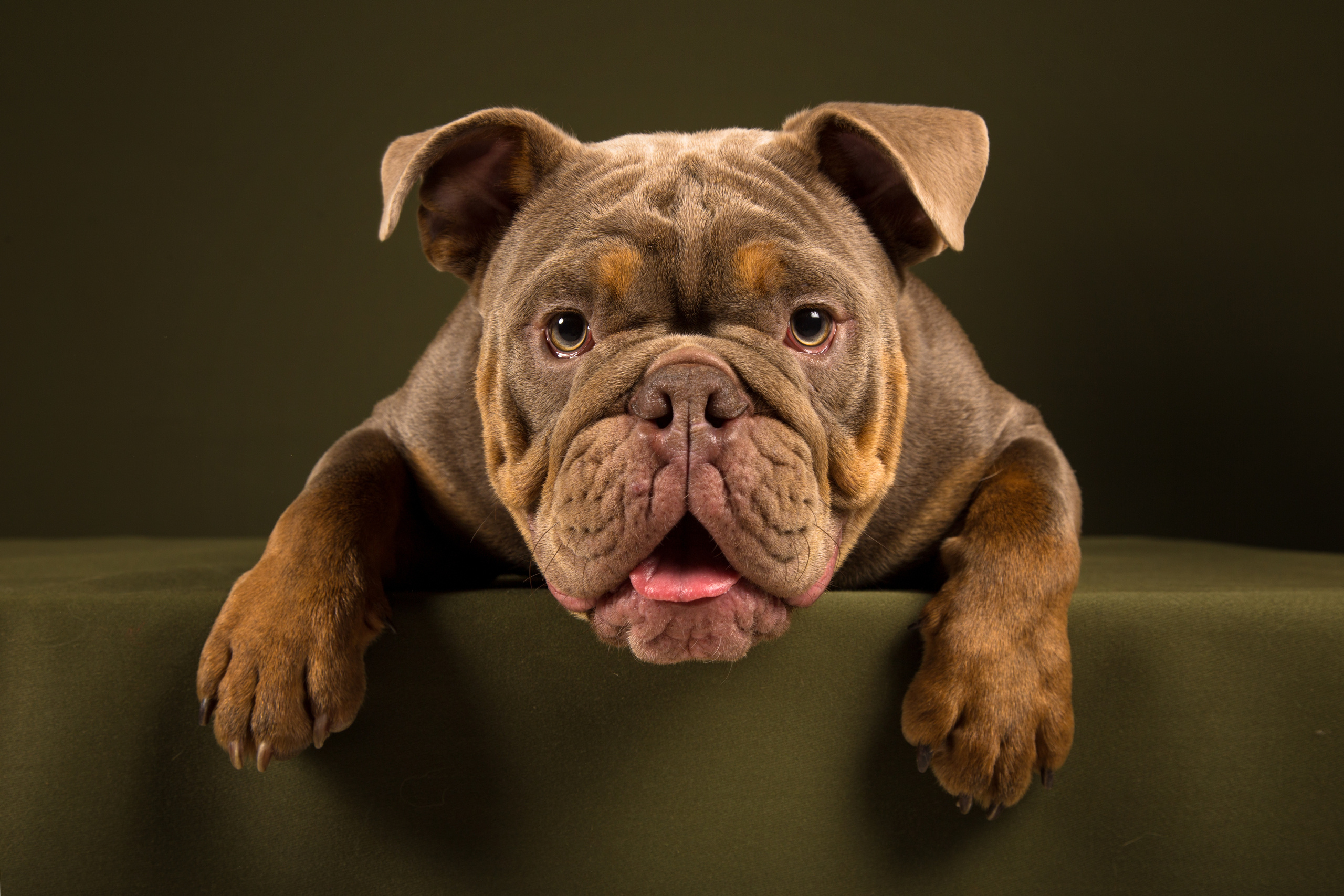 Chopper (4 фото). Фотограф в Таллине Виктория Баранова |фотосессии и обучение / Photographer Viktoria Baranova