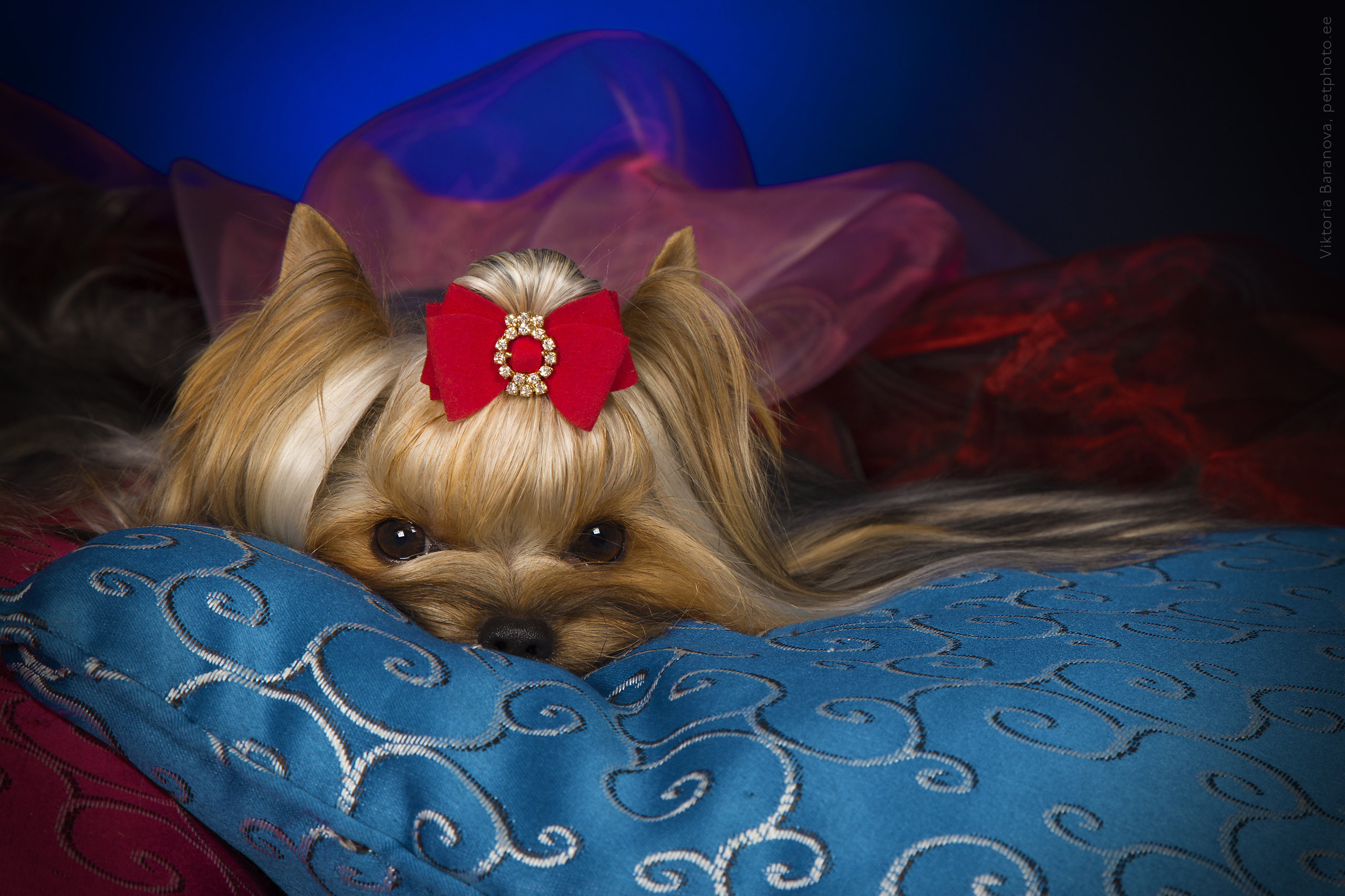 Yorkshire terrier (7 фото). Фотограф в Таллине Виктория Баранова |фотосессии и обучение / Photographer Viktoria Baranova