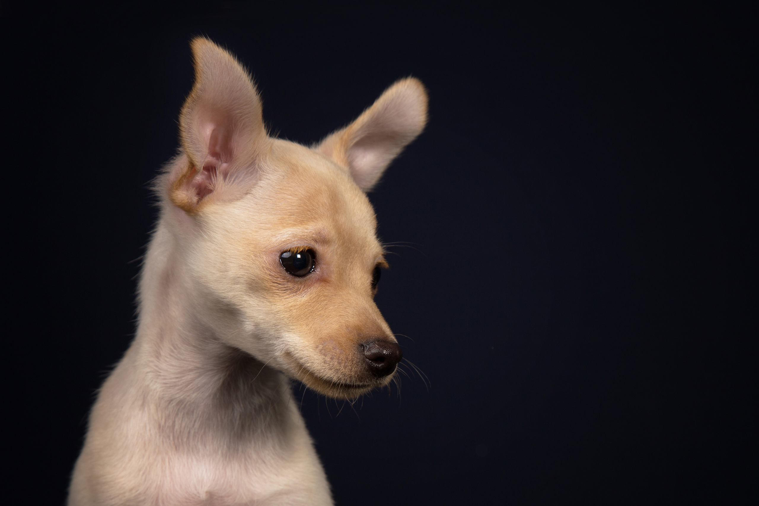 Chihushichki puppies (9 фото). Фотограф в Таллине Виктория Баранова |фотосессии и обучение / Photographer Viktoria Baranova