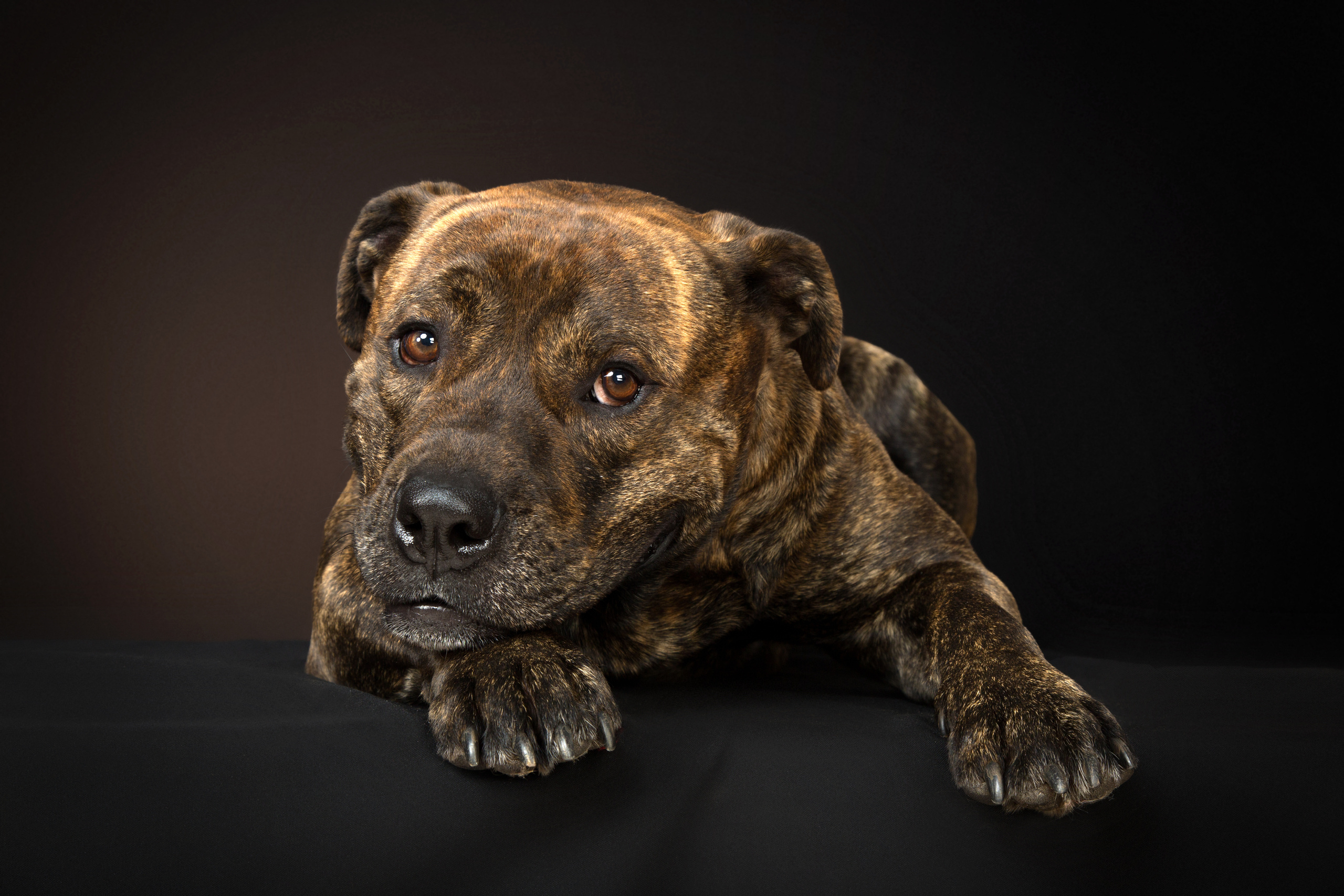 Fred (6 фото). Фотограф в Таллине Виктория Баранова |фотосессии и обучение / Photographer Viktoria Baranova