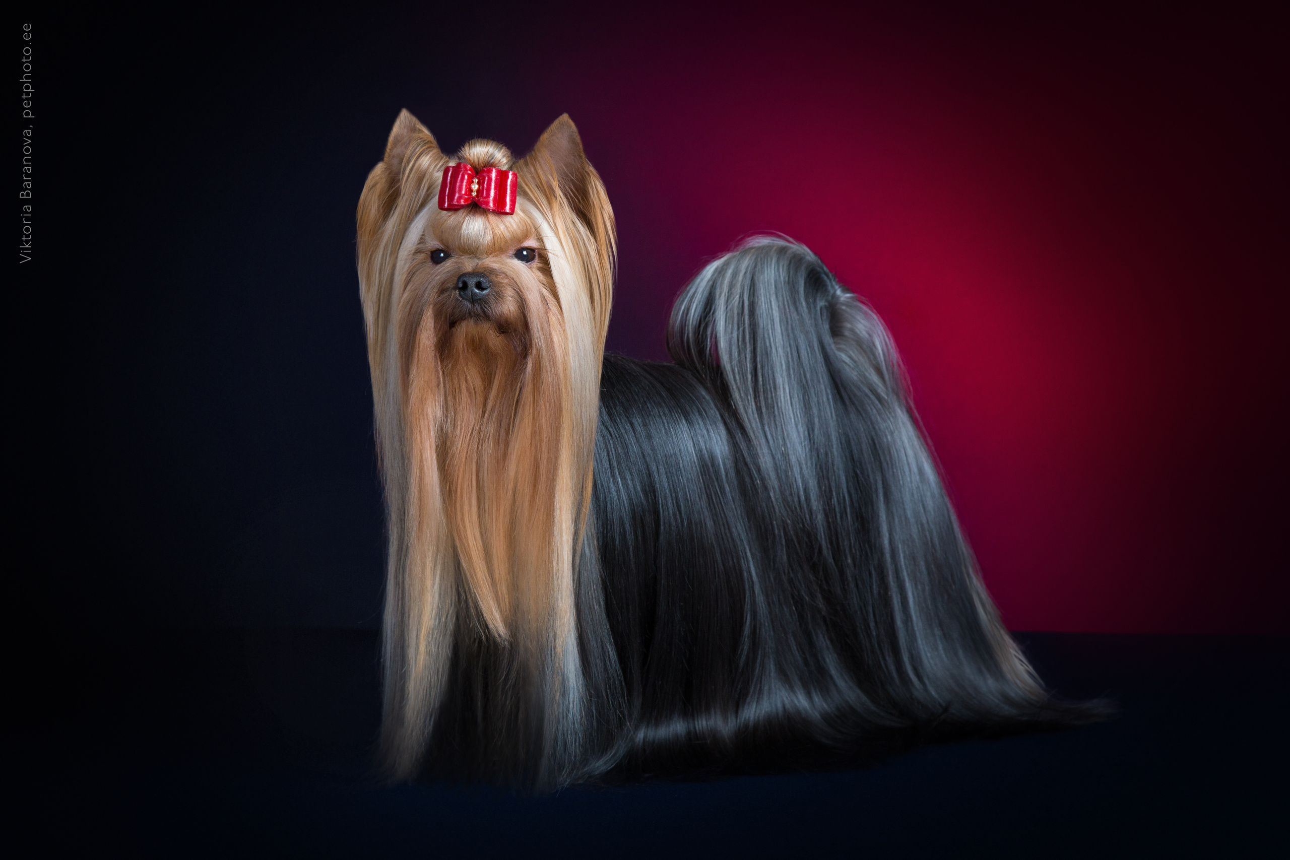 Olja Begena. Фотограф в Таллине Виктория Баранова |фотосессии и обучение / Photographer Viktoria Baranova