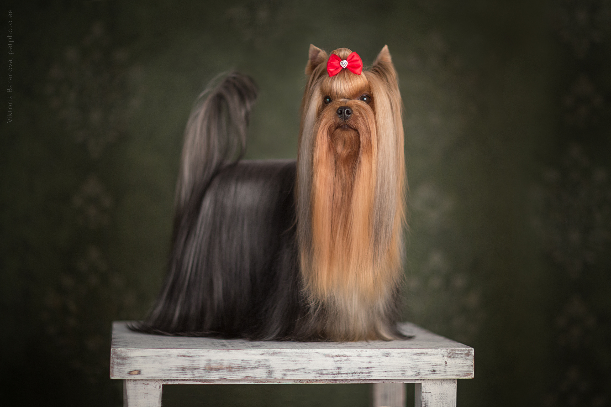 Oskar (5 фото). Фотограф в Таллине Виктория Баранова |фотосессии и обучение / Photographer Viktoria Baranova