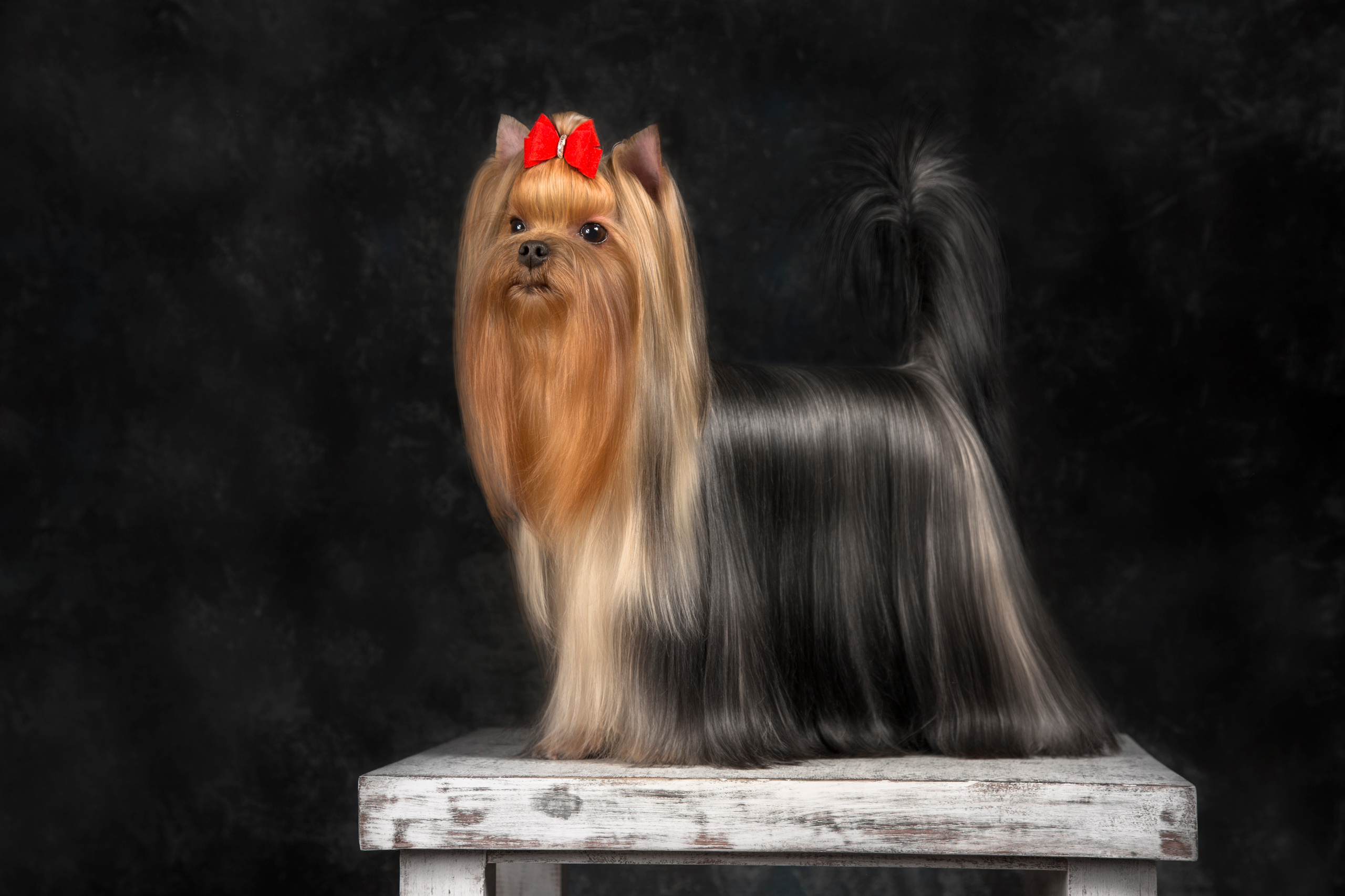 Olya York (7 фото). Фотограф в Таллине Виктория Баранова |фотосессии и обучение / Photographer Viktoria Baranova